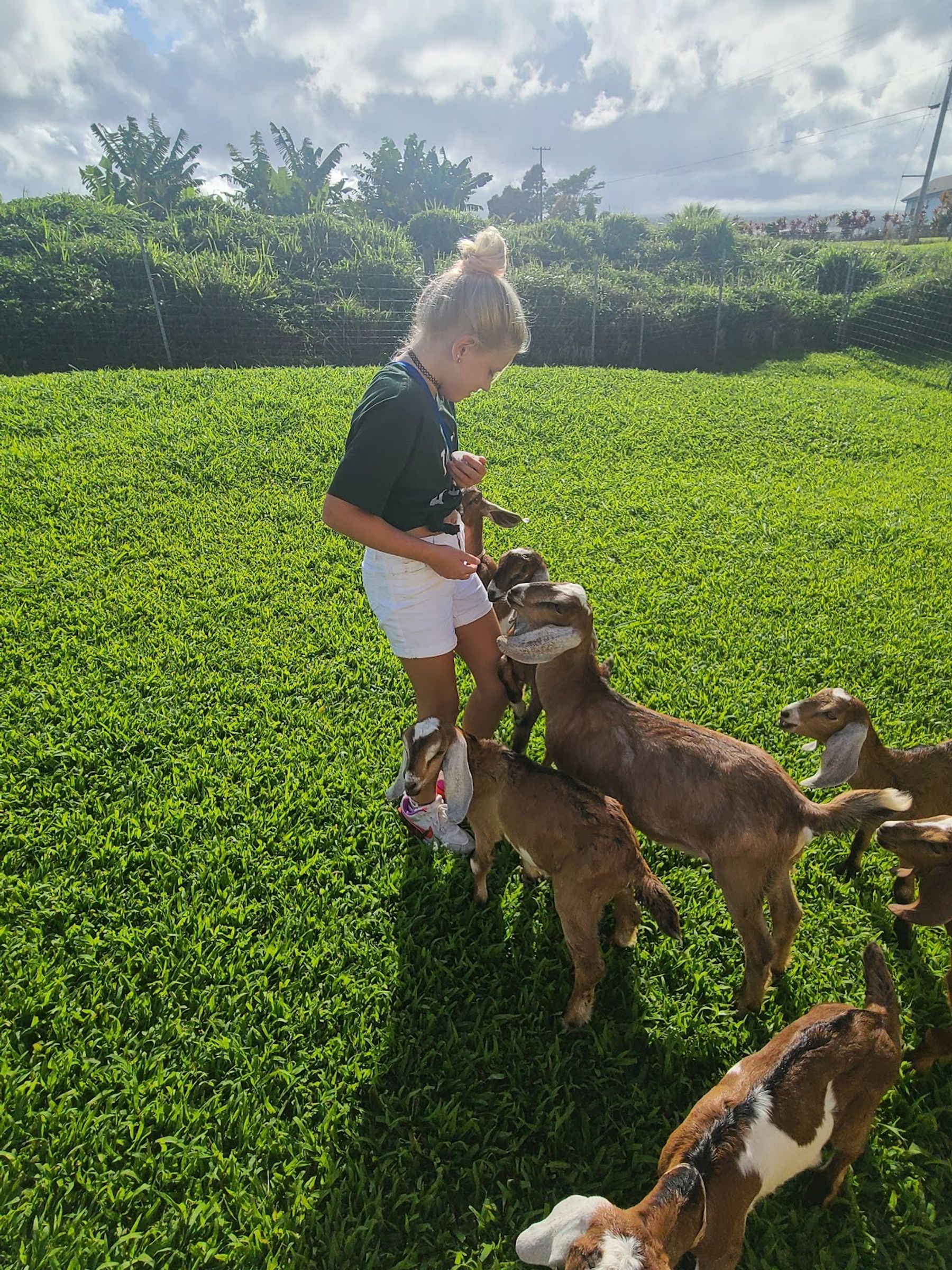 Photo 4 of Honomu Goat Dairy in Greater Hilo, Big Island