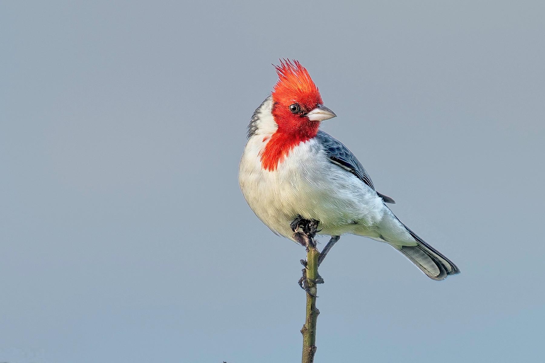 Red-crested cardinal perched on a thin stem with bright red head and white body against a smooth gray background