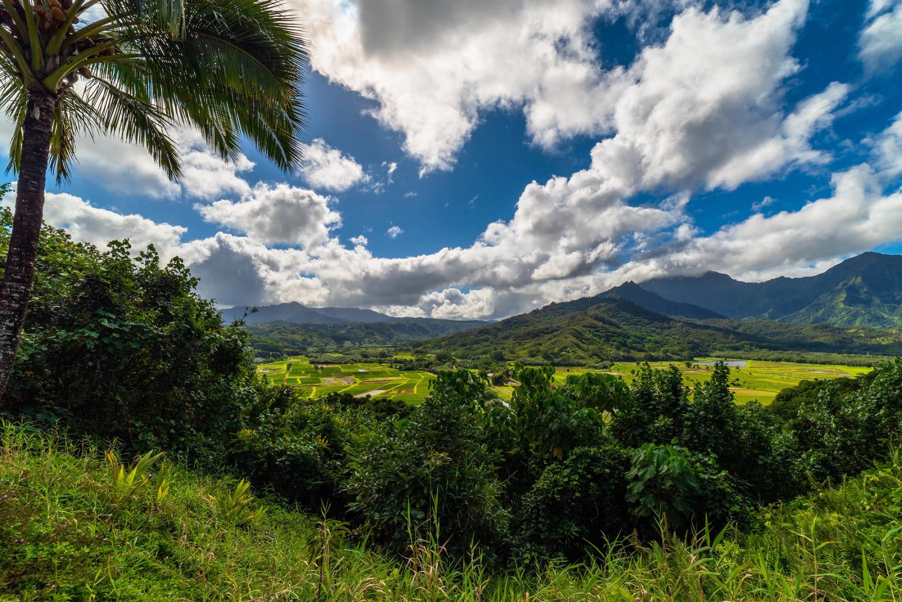 Panoramic view of Hanalei Valley taro fields and lush mountains under a bright blue sky with dramatic white clouds, framed by palm and dense green foliage.