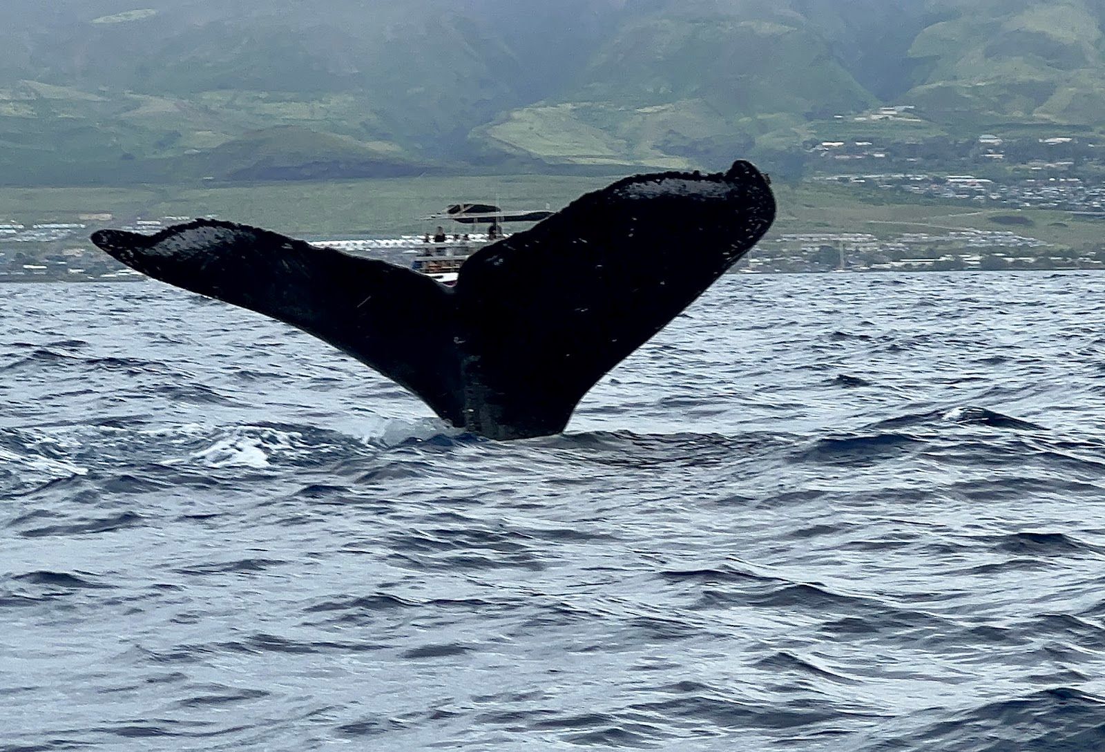 Photo 5 of Ultimate Whale Watch & Snorkel in Lāhainā, Maui