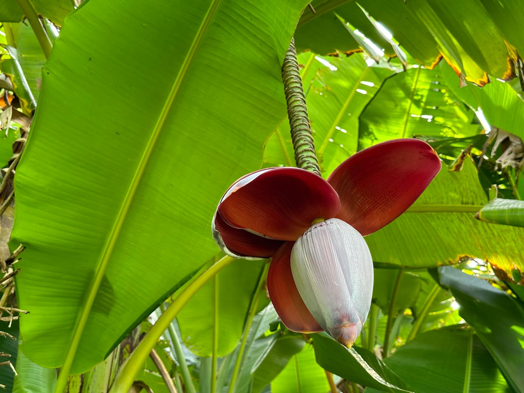 Photo 8 of Kahanu Garden, National Tropical Botanical Garden in Keʻanae-Nāhiku, Maui