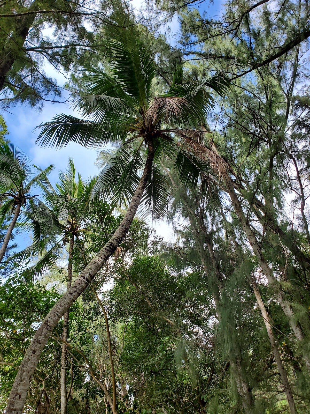 Photo 9 of Kawela Bay Beach Park in Kahuku & Turtle Bay, Oahu