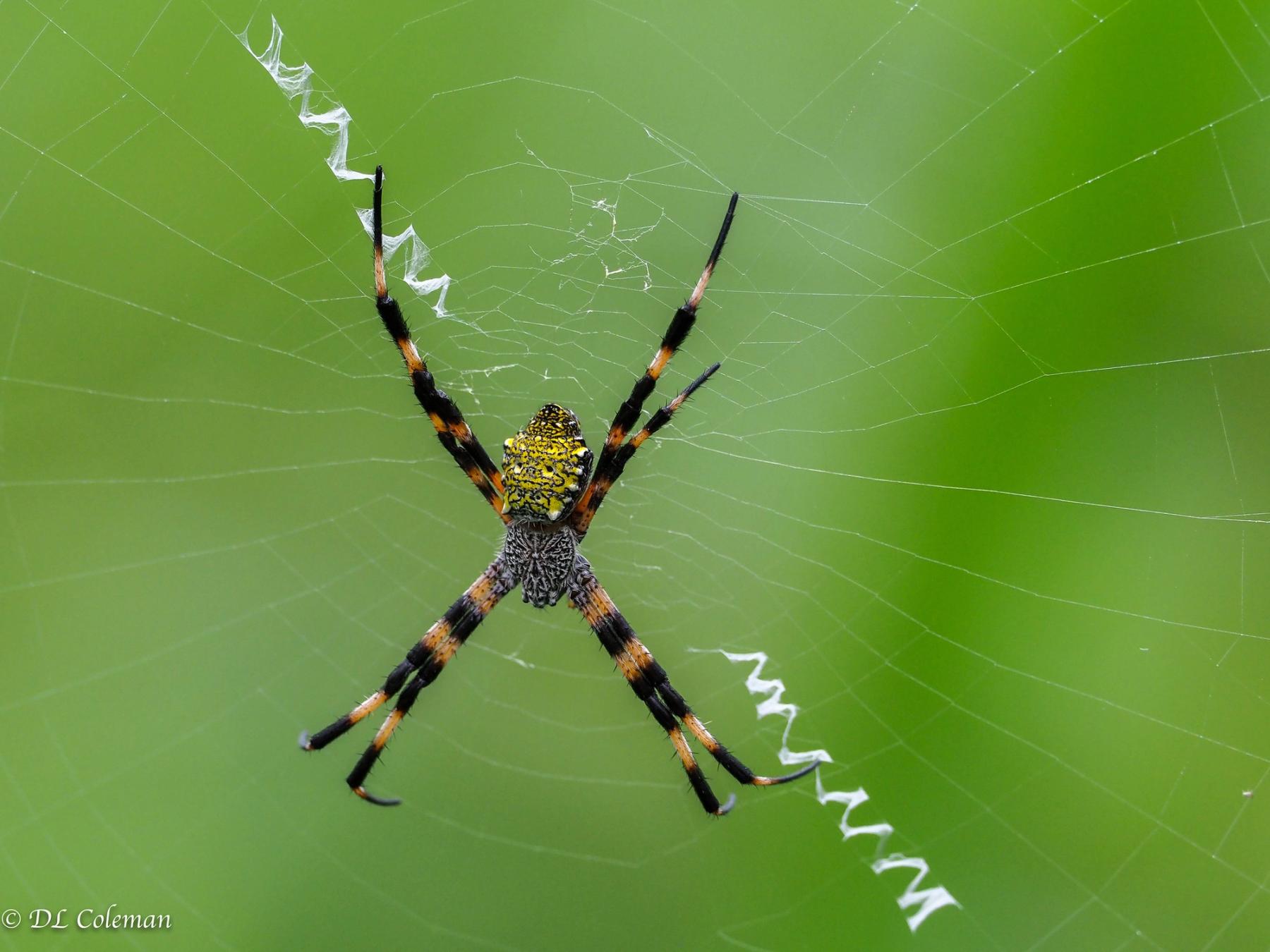 Hawaiian garden spider centered on an orb web with white zigzag silk, set against a smooth green background