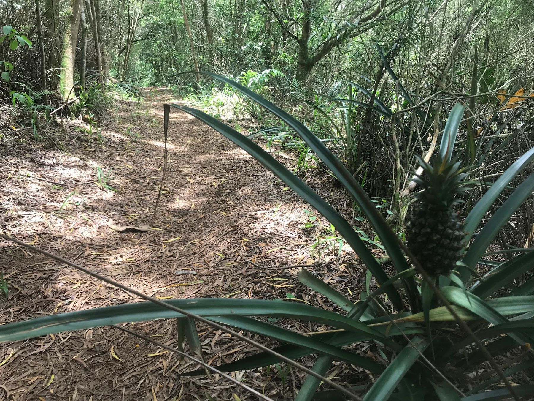 Photo 6 of Mahana Ridge Trail in Kapalua, Maui