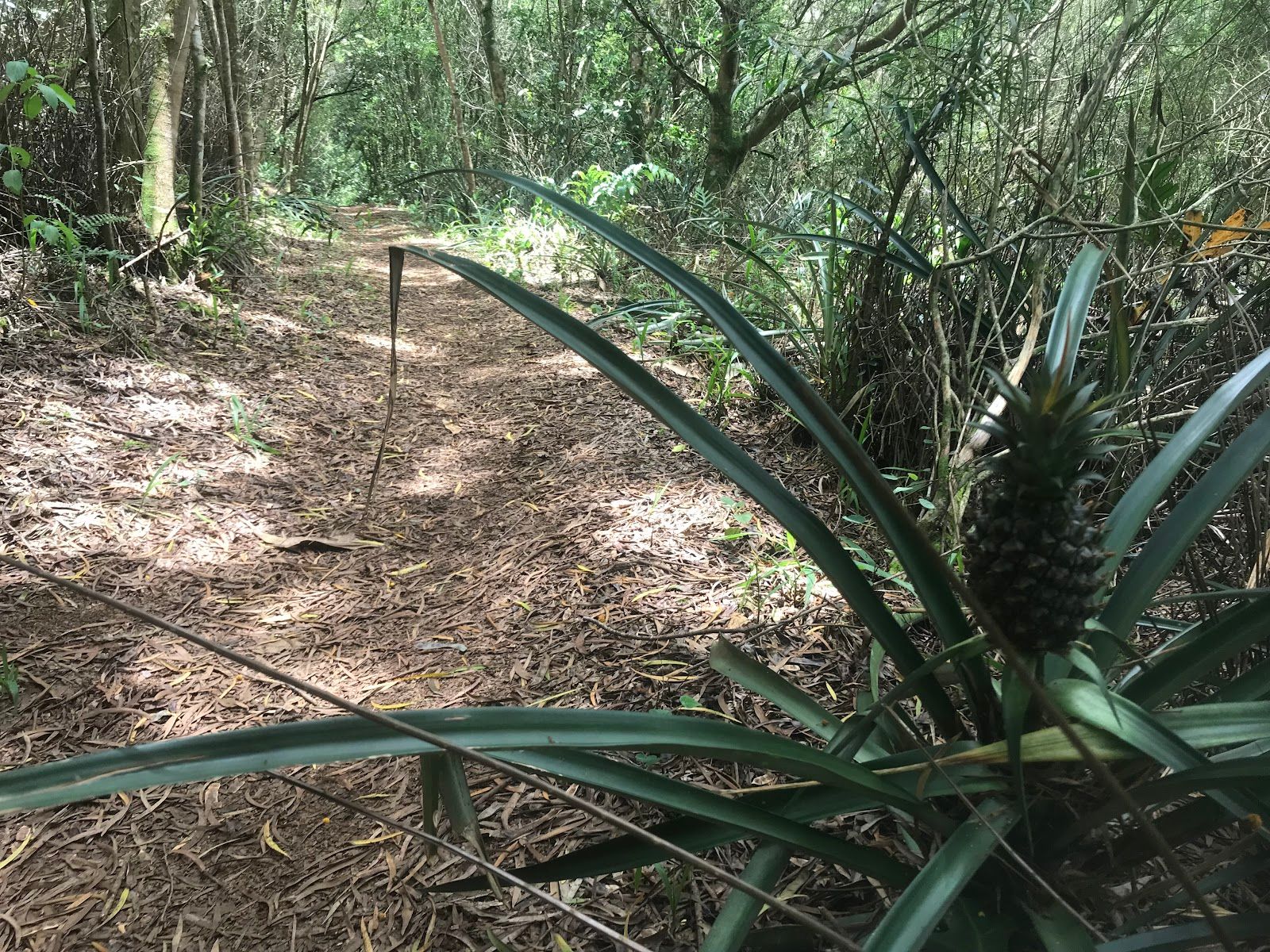 Photo 6 of Mahana Ridge Trail in Kapalua, Maui