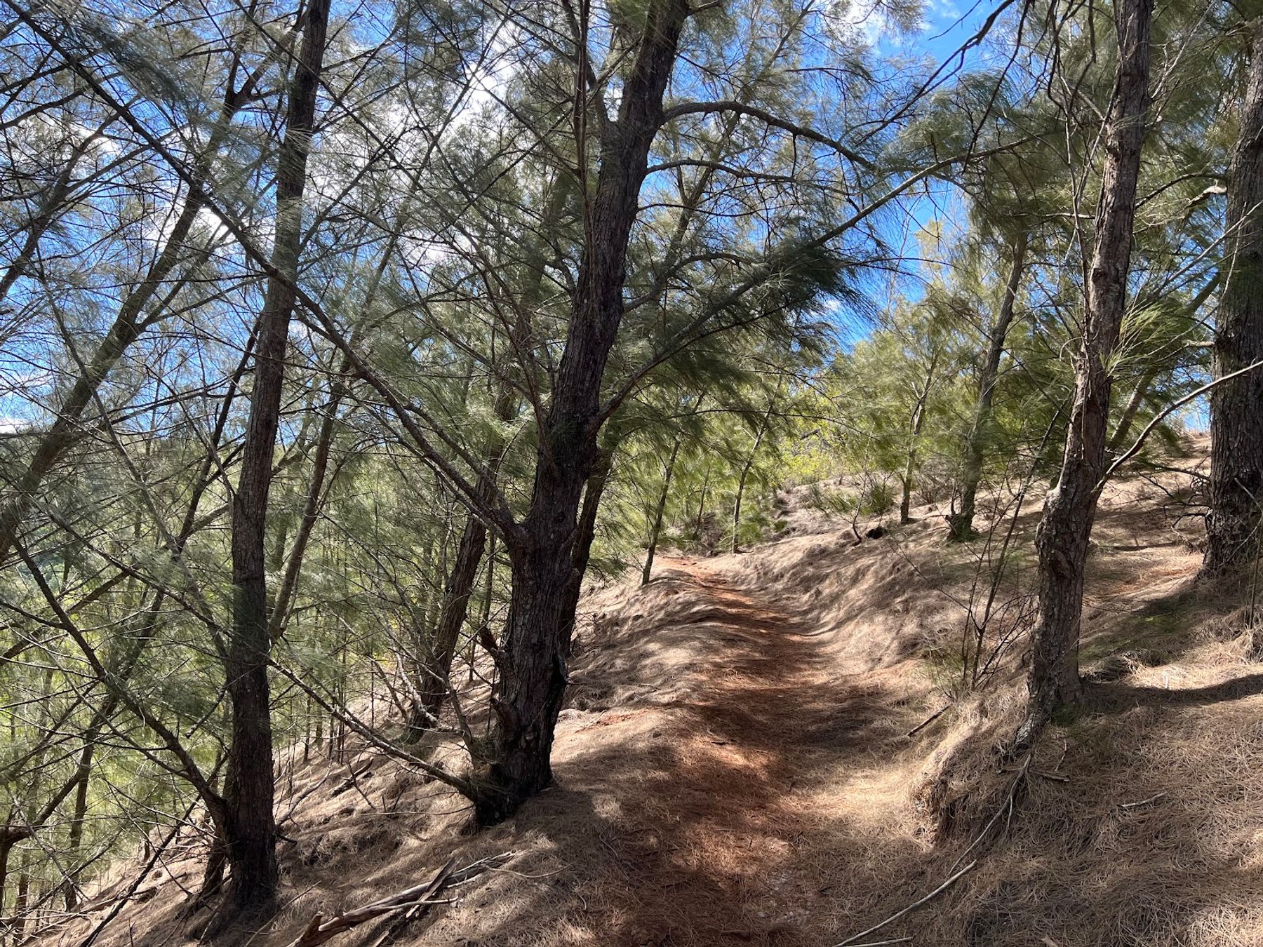 Photo 8 of Mahana Ridge Trail in Kapalua, Maui