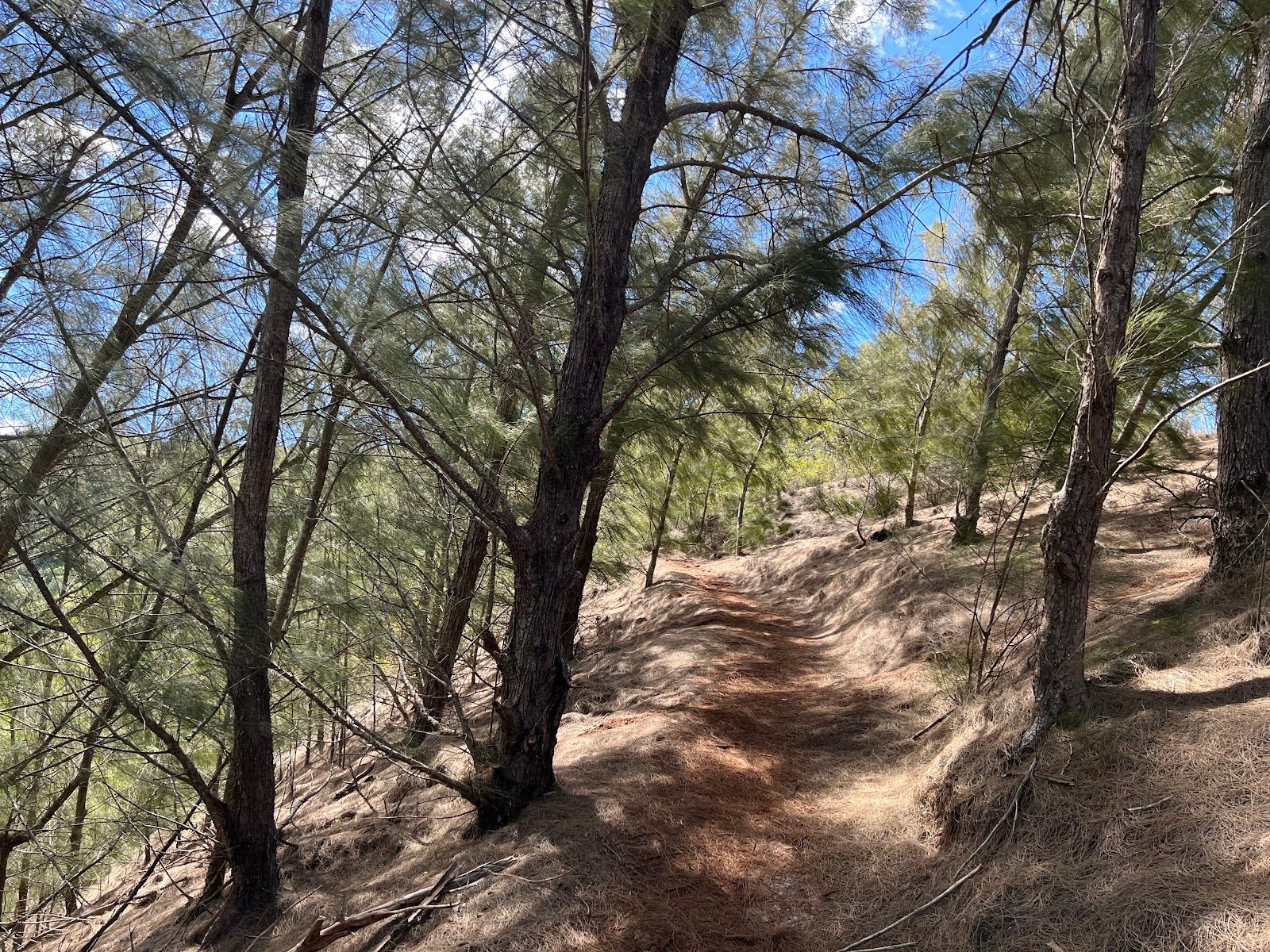 Photo 8 of Mahana Ridge Trail in Kapalua, Maui