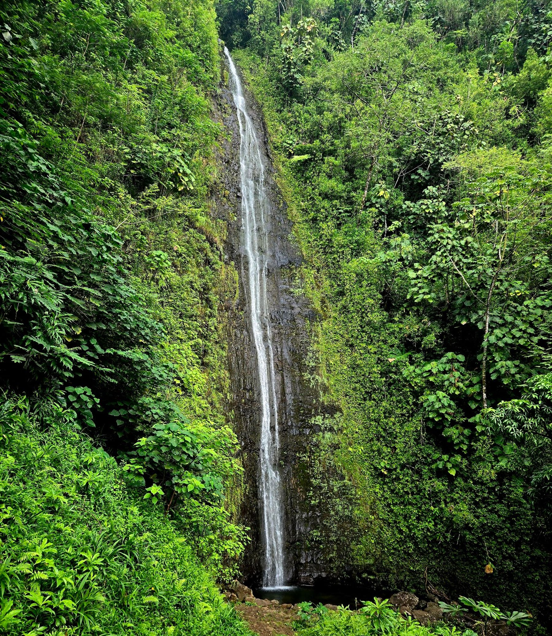 Photo 3 of Manoa Valley District Park in Mānoa, Makiki & Nuʻuanu, Oahu