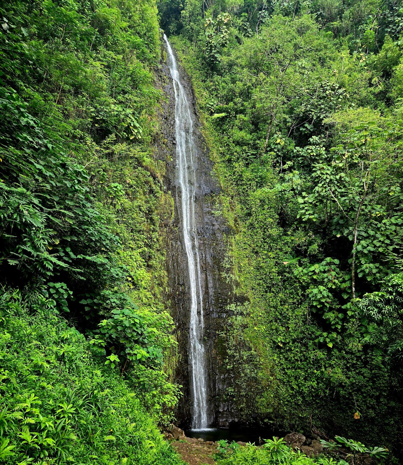 Photo 3 of Manoa Valley District Park in Mānoa, Makiki & Nuʻuanu, Oahu