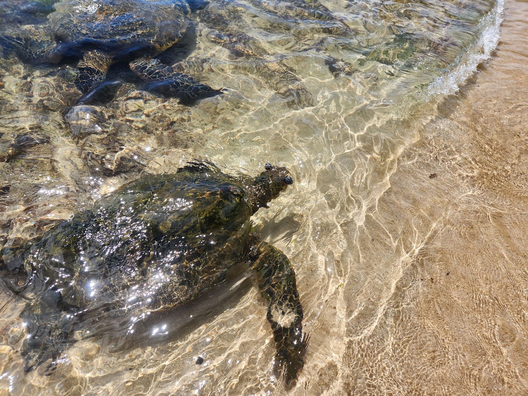 Photo 10 of Puaʻena Point Beach Park in Haleʻiwa, Oahu