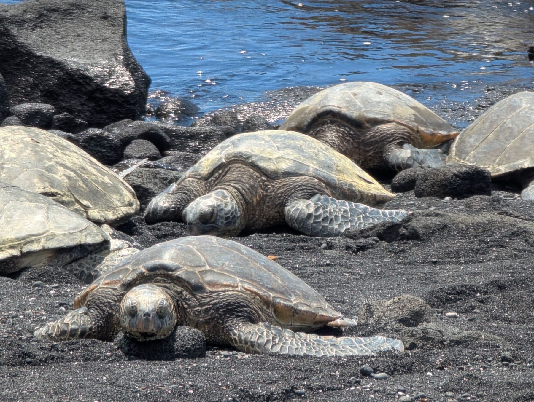 Photo 1 of Wasabi Tours Hawaii in Kailua-Kona, Big Island