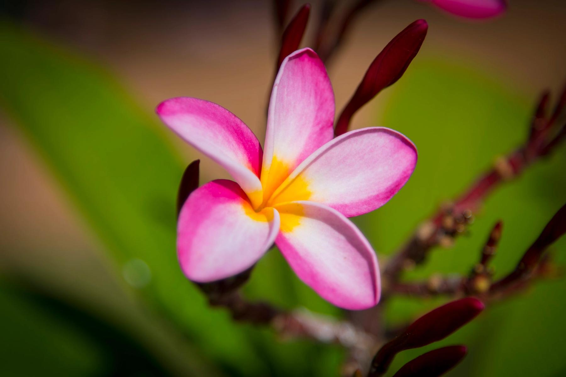 Close-up of a pink-and-white plumeria flower with a yellow center against a softly blurred green background