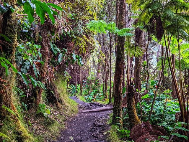 a trail in Hawaii Volcanos National Park