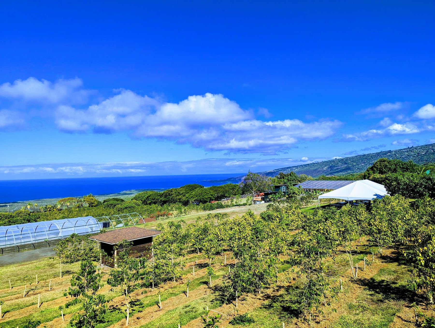 Photo 2 of Bay View Farm in South Kona, Big Island