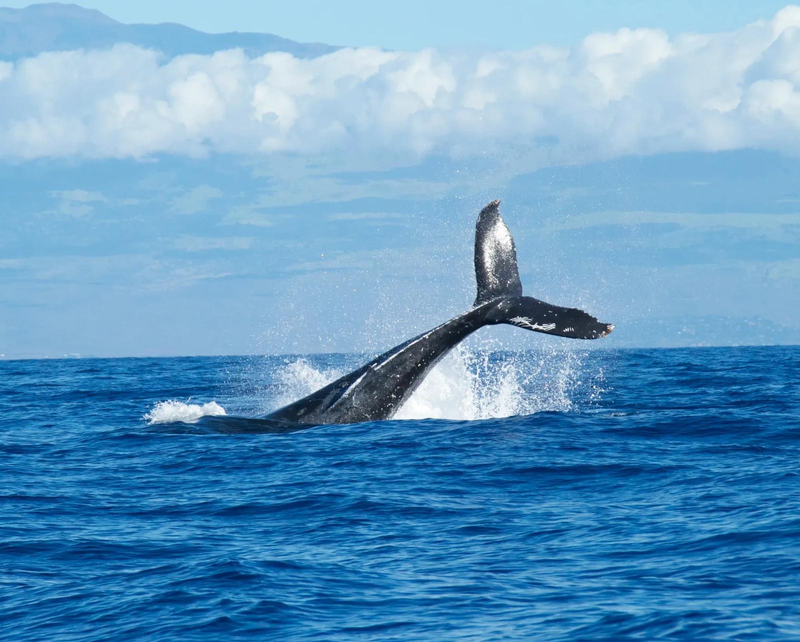 Where to Watch Whales from Shore