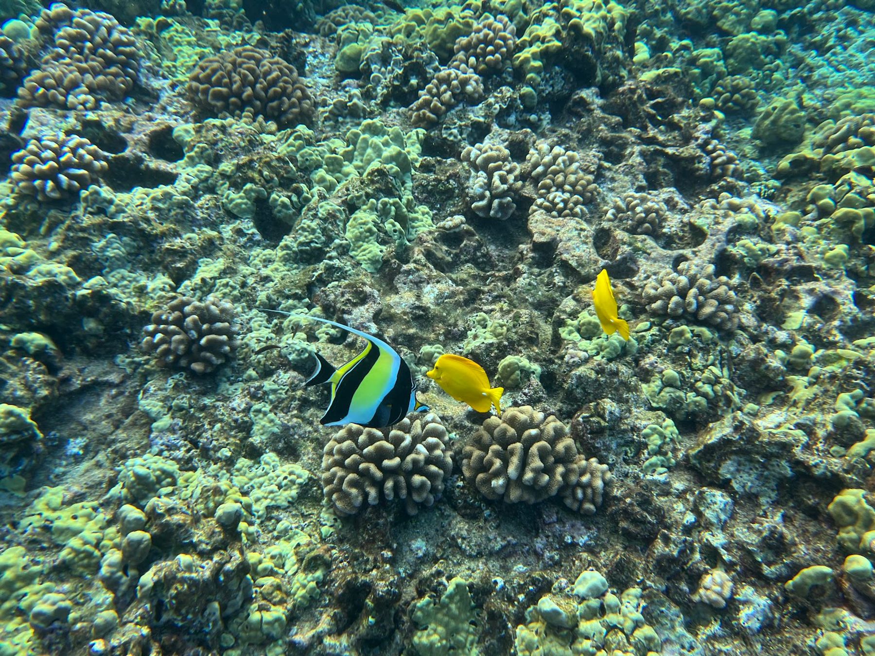 Photo 3 of Maui Magic Molokini Snorkel Tour in Māʻalaea, Maui