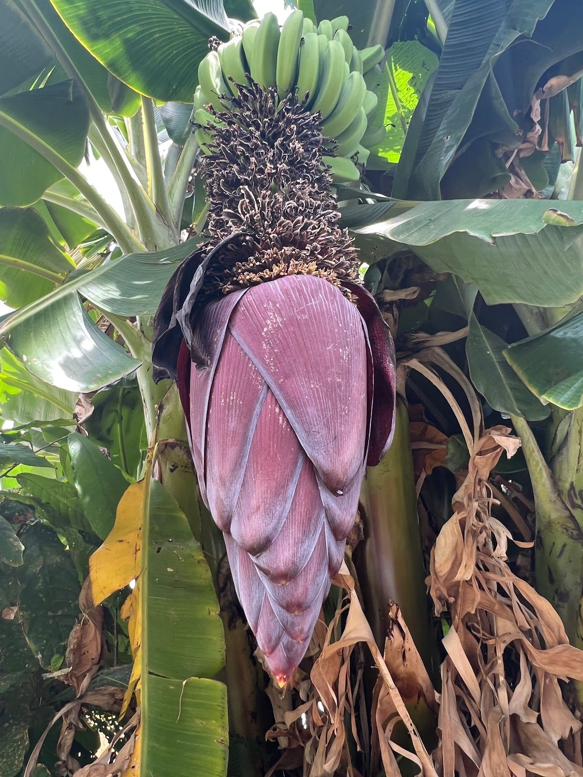 Photo 3 of Maui Dragon Fruit Farm in Lāhainā, Maui