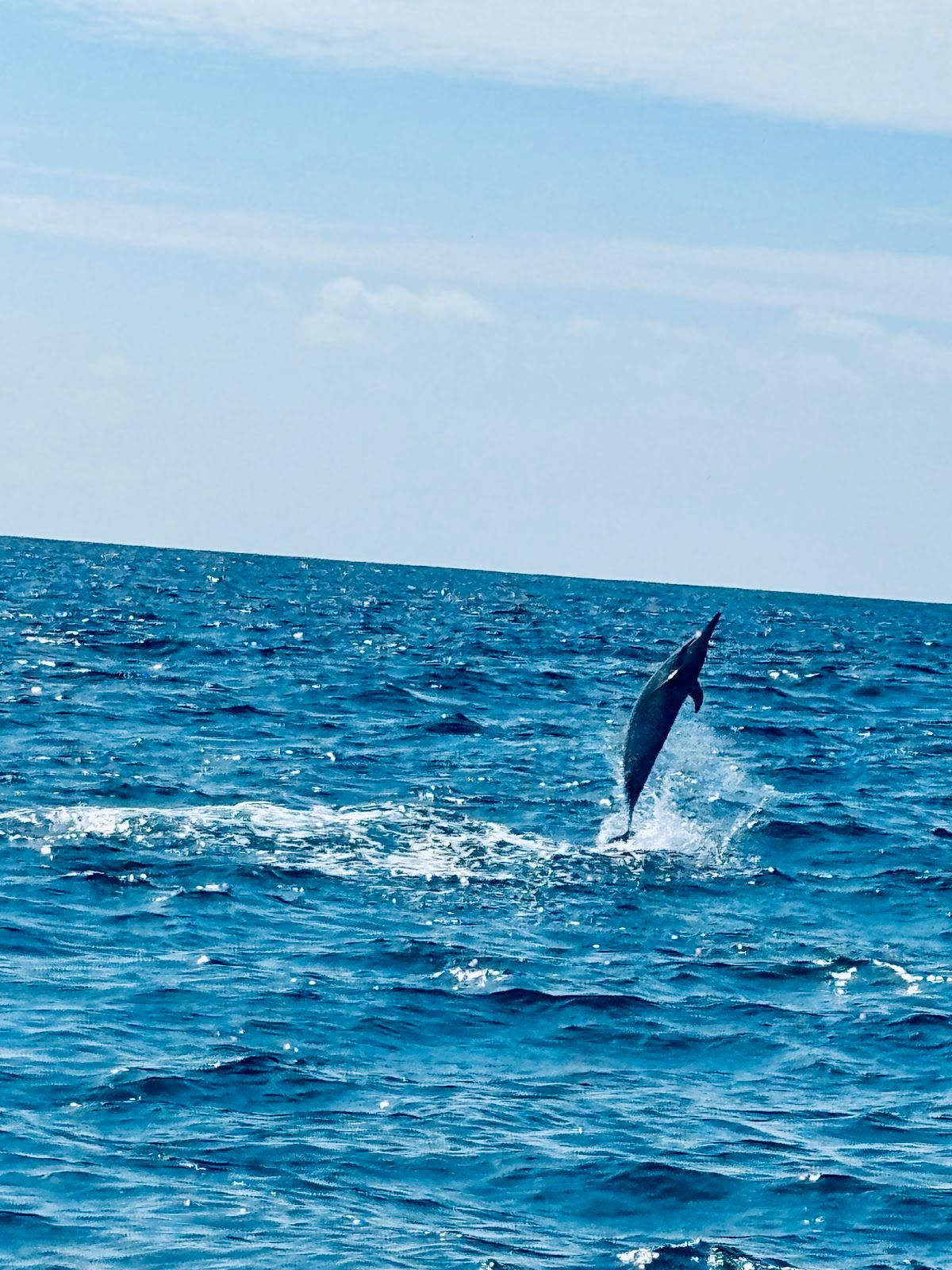 Photo 4 of Iruka Hawai‘i Dolphin and Manta Tours in Kailua-Kona, Big Island