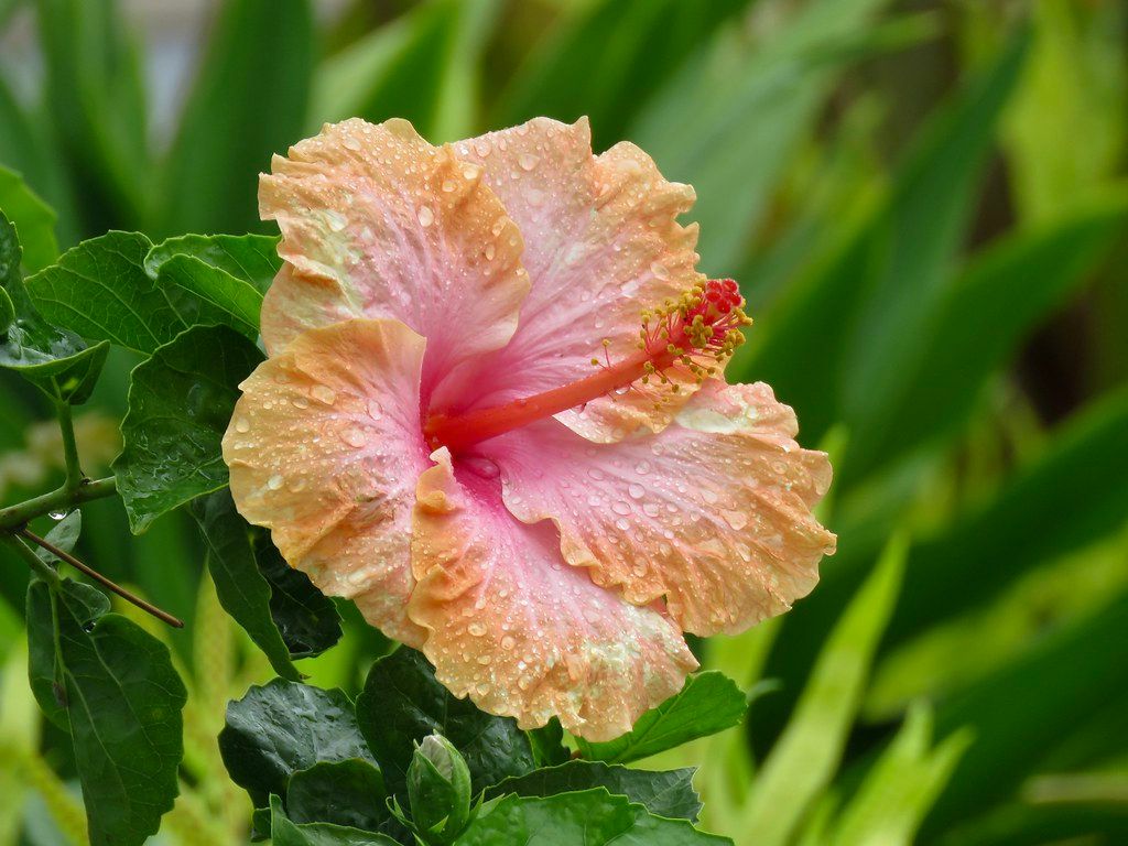 Peach-and-pink hibiscus flower with raindrops and a red stamen against a blurred green leafy background