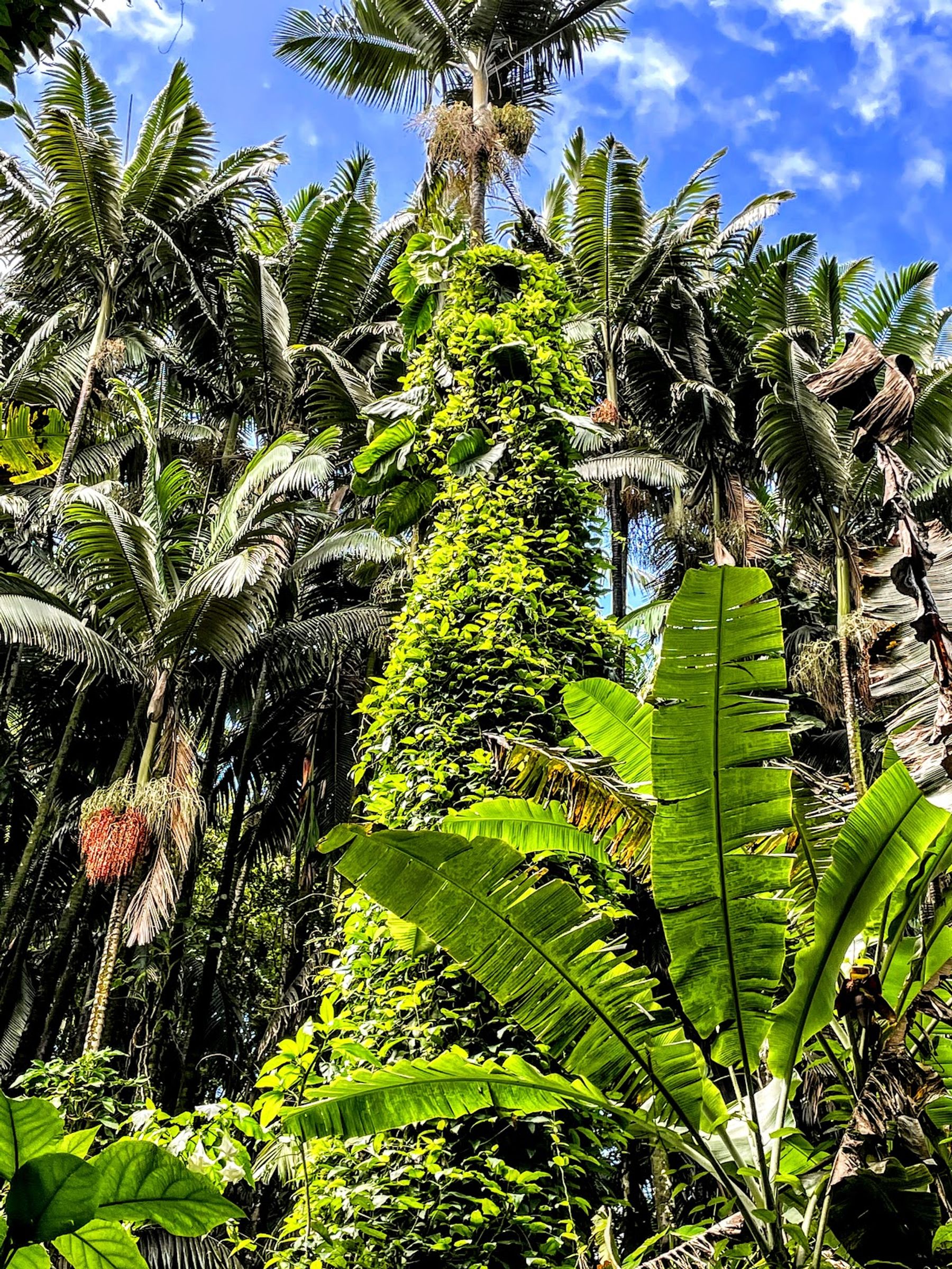Photo 8 of Onomea Bay Trail in Greater Hilo, Big Island