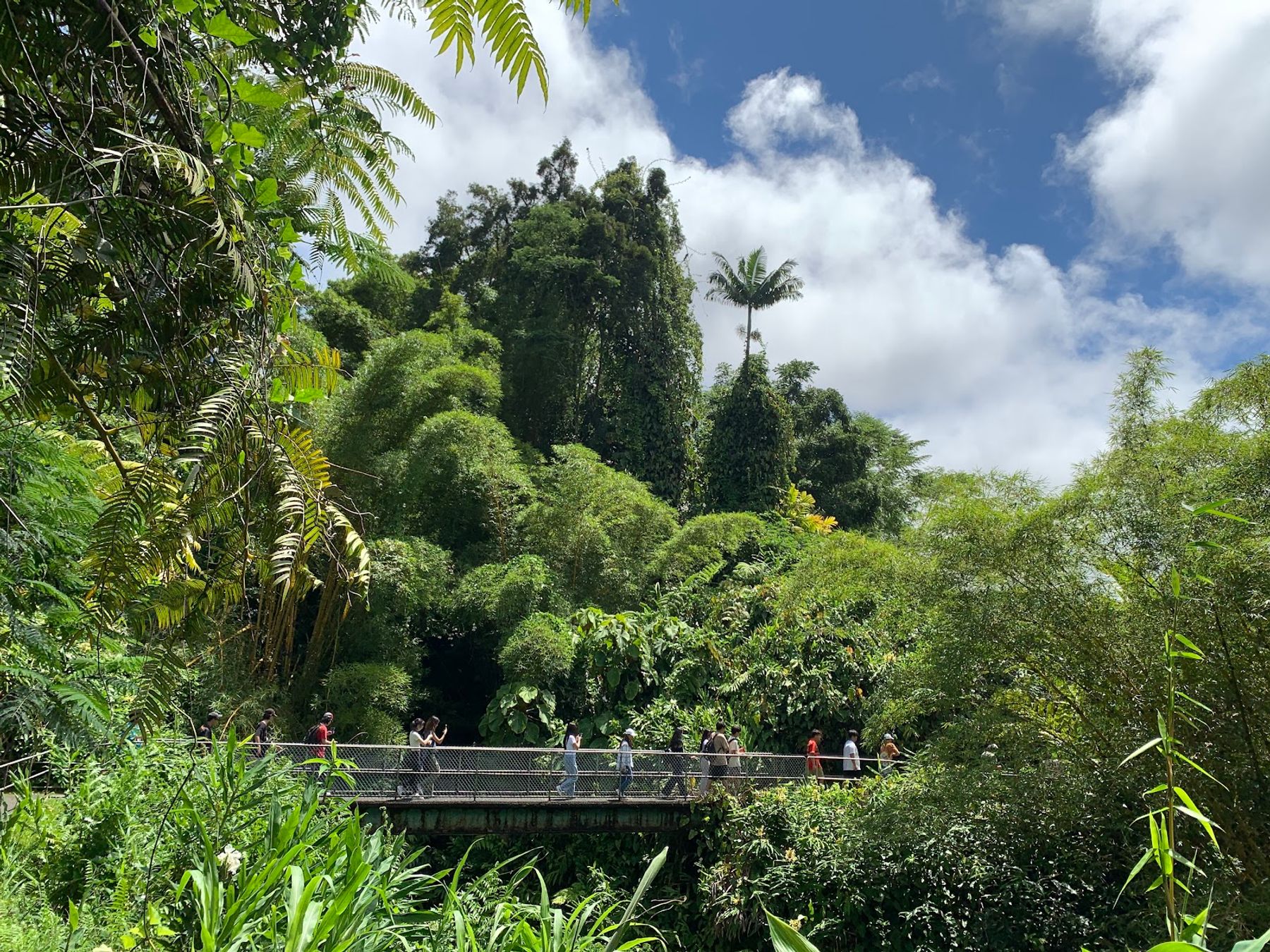 Photo 5 of ‘Akaka Falls in Greater Hilo, Big Island