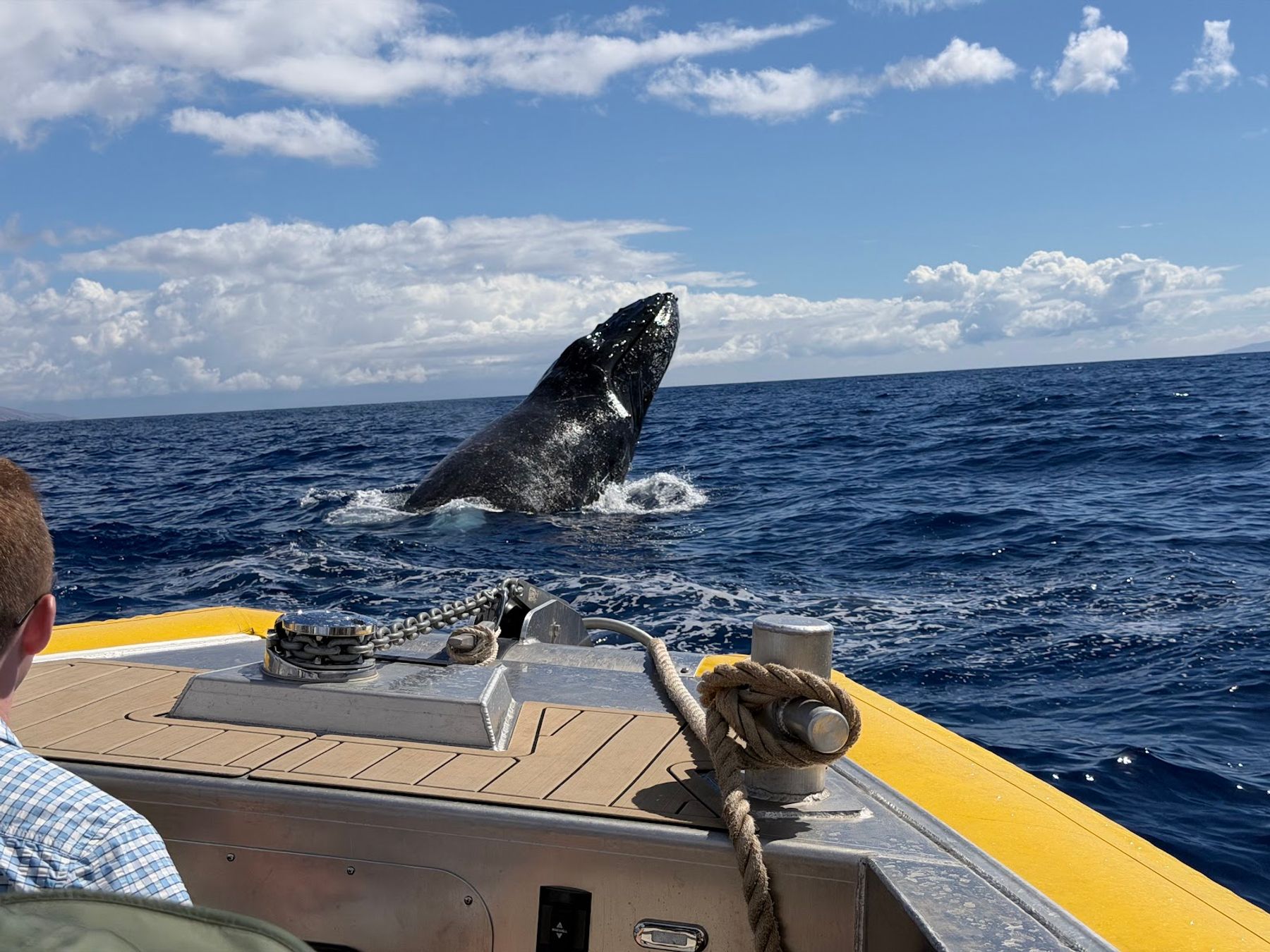 Photo 5 of Makai Adventures - WHALES GUARANTEED! Maui Whale Watching, Dolphins, Snorkeling, Private Charters in Lāhainā, Maui
