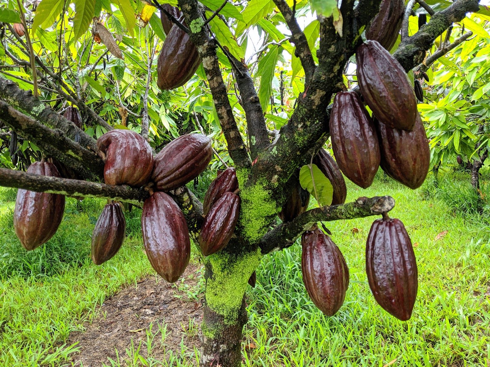 Photo 2 of Lavaloha Chocolate - Farm Tours in Hilo, Big Island