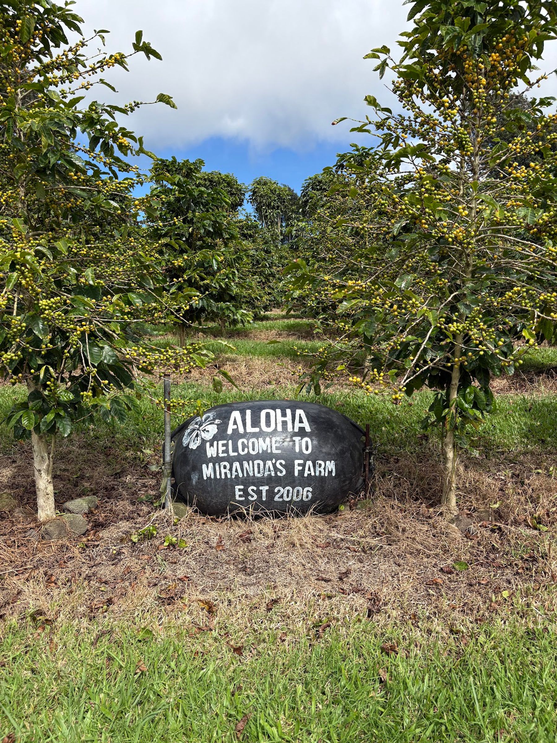 Photo 5 of Miranda's Farms Coffee Shop in South Point, Big Island