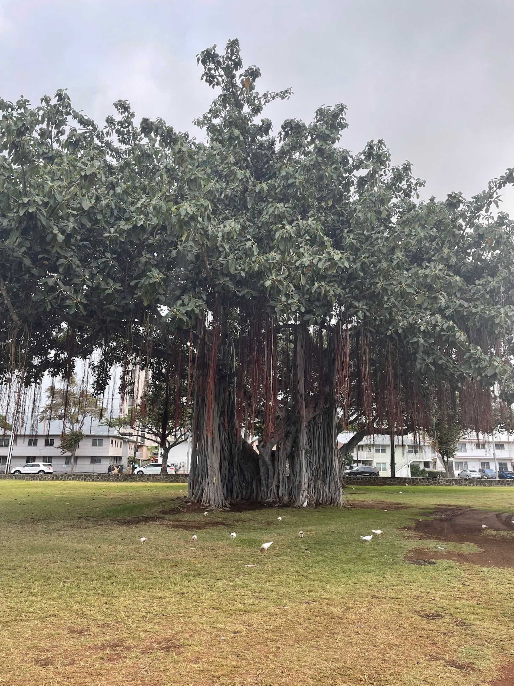 Photo 6 of Ala Wai Community Park in Ala Moana & Mōʻiliʻili, Oahu