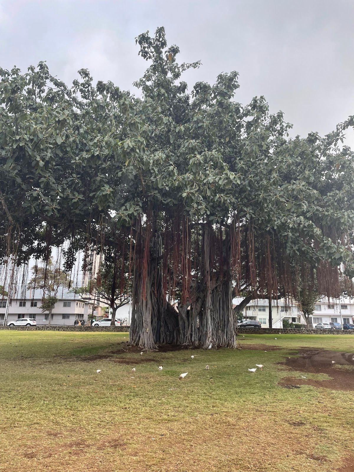 Photo 6 of Ala Wai Community Park in Ala Moana & Mōʻiliʻili, Oahu