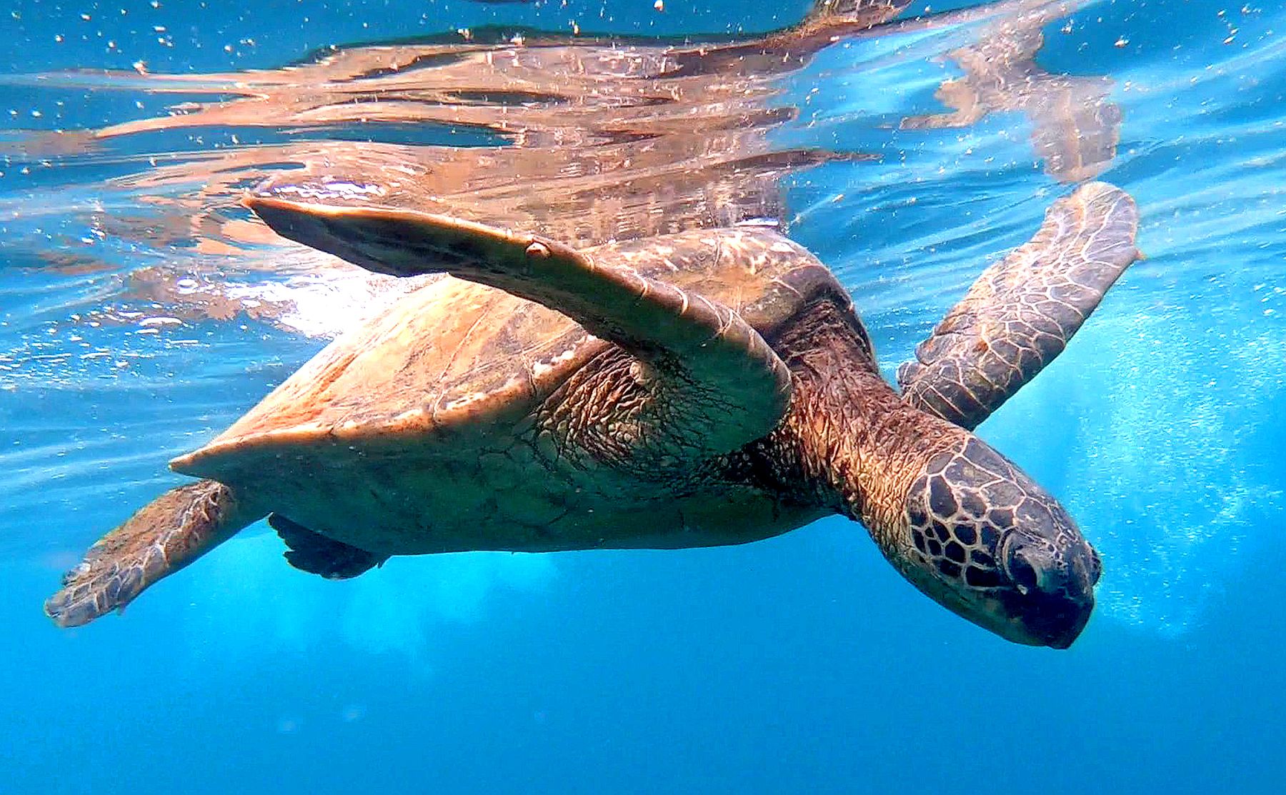 Hawaiian green sea turtle swimming just beneath the ocean surface in clear blue water near the Nā Pali Coast