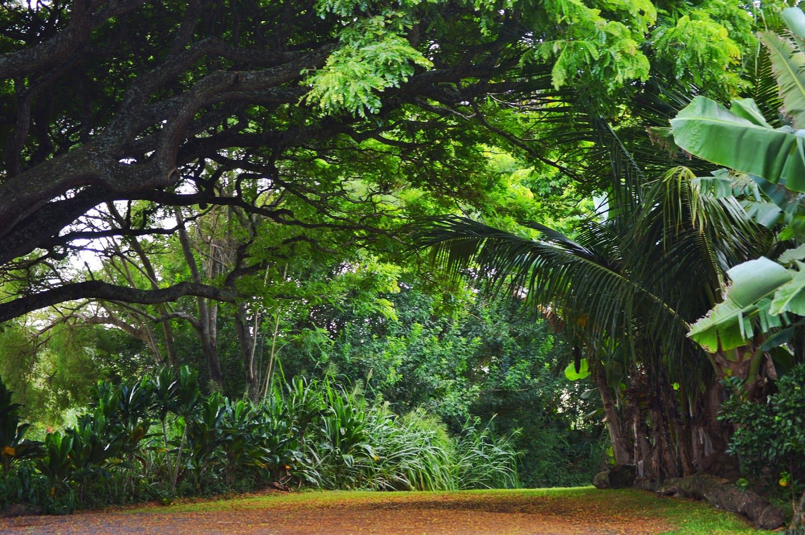 Photo 10 of Banyan Tree Bed and Breakfast in Makawao & Pukalani, Maui
