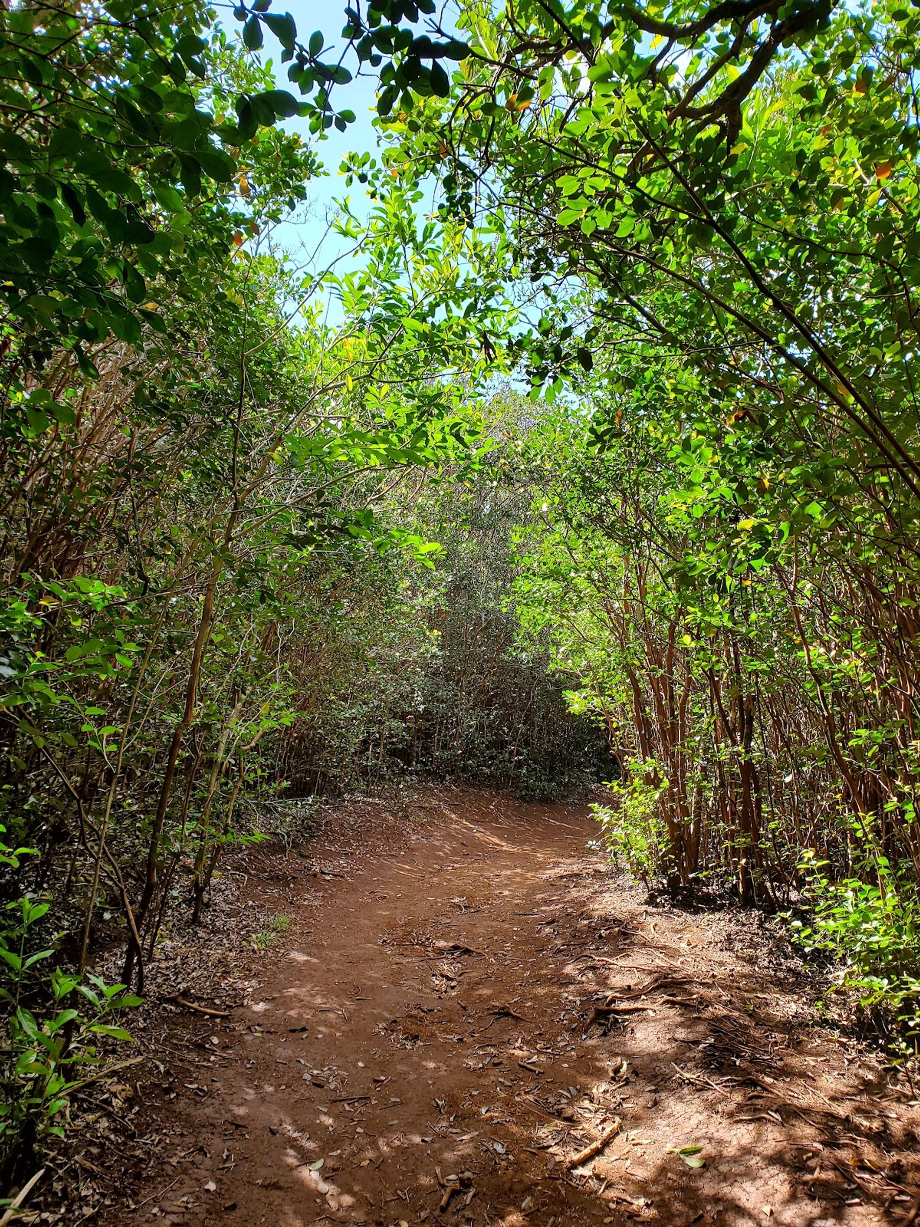 Photo 7 of Waʻahila Ridge State Recreation Area in Mānoa, Makiki & Nuʻuanu, Oahu