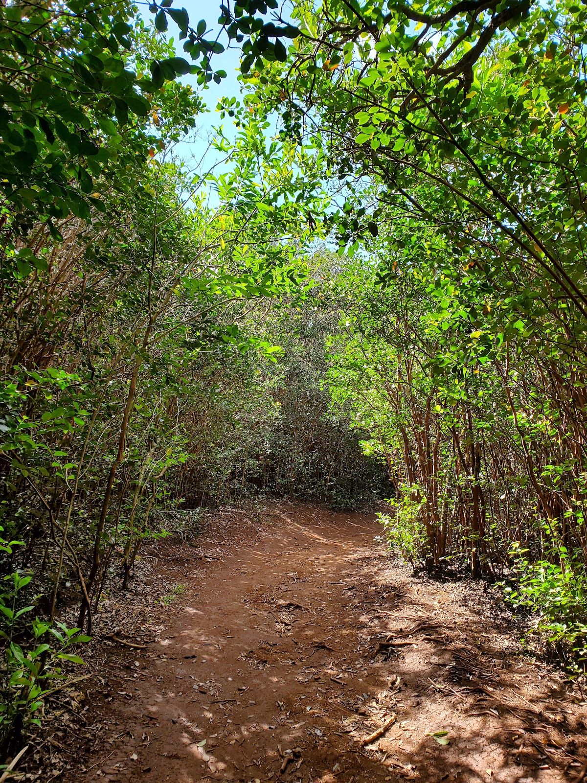 Photo 7 of Waʻahila Ridge State Recreation Area in Mānoa, Makiki & Nuʻuanu, Oahu