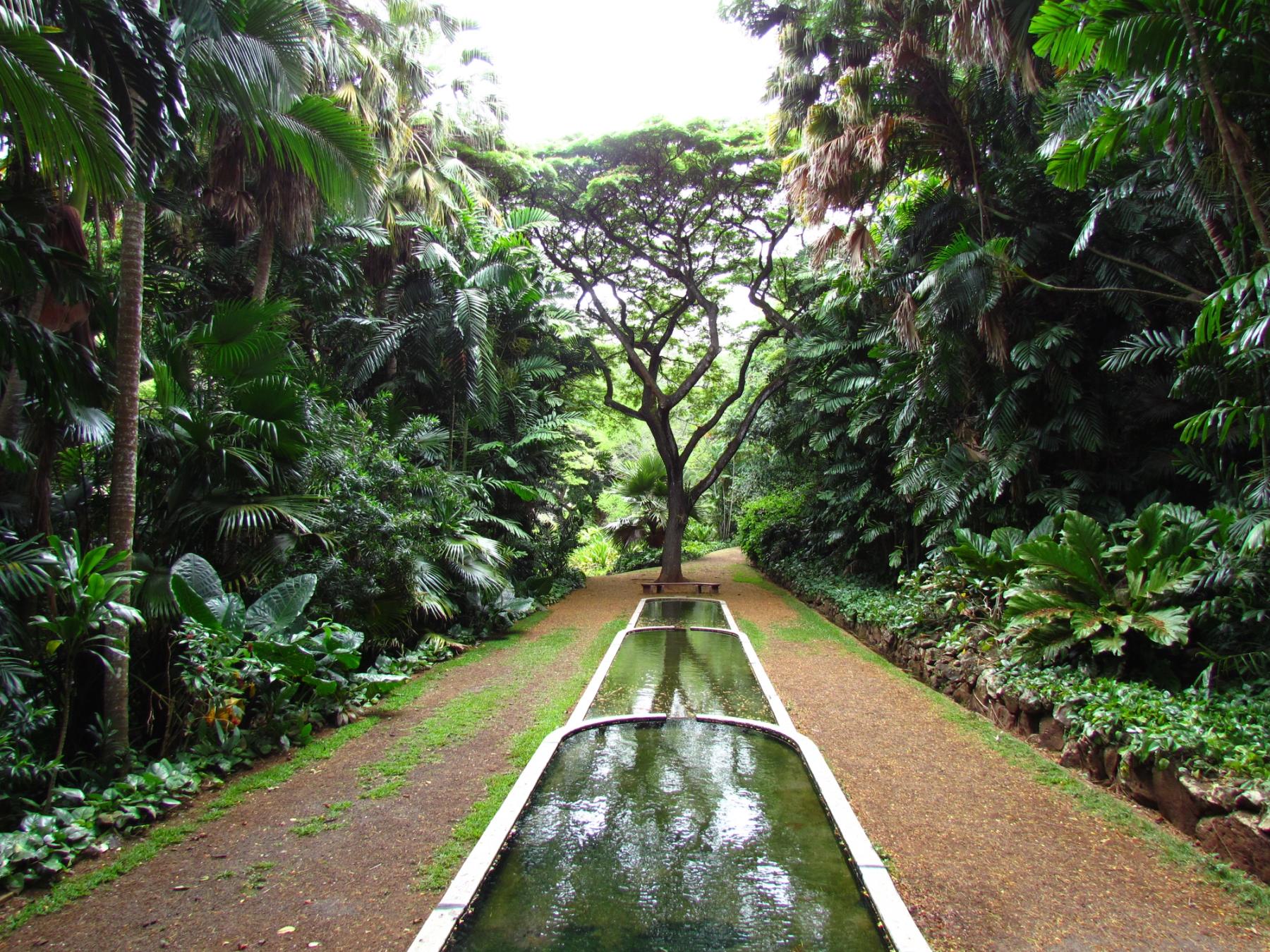 Long reflecting water channel leading through dense tropical palms to a broad canopy tree at the end of a garden path