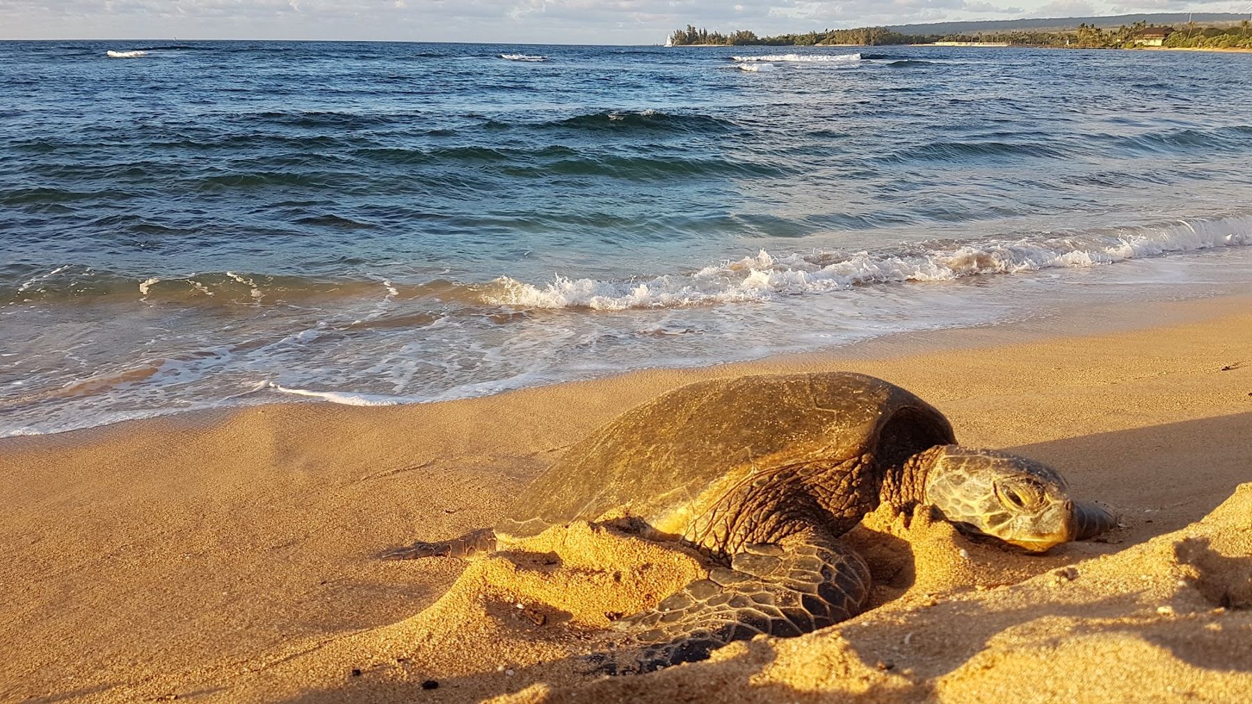Photo 10 of Bill and Peggy Paty Kaiaka Bay Beach Park in Haleʻiwa, Oahu