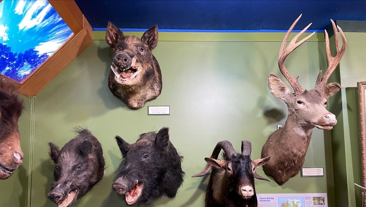 Koke'e Natural History Museum in Waimea, Kaua‘i photo 3