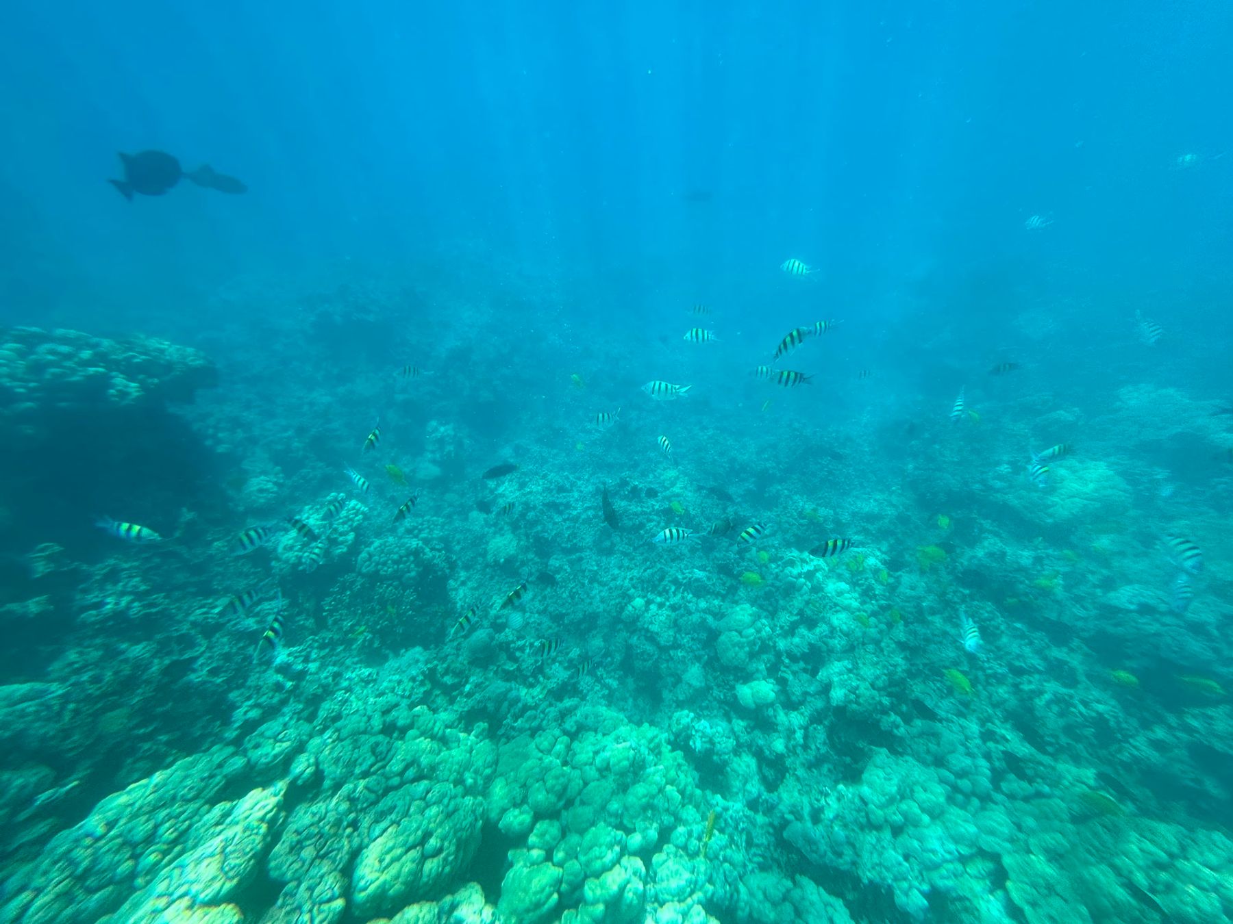 Photo 7 of Kona Ocean Adventures in Kailua-Kona, Big Island