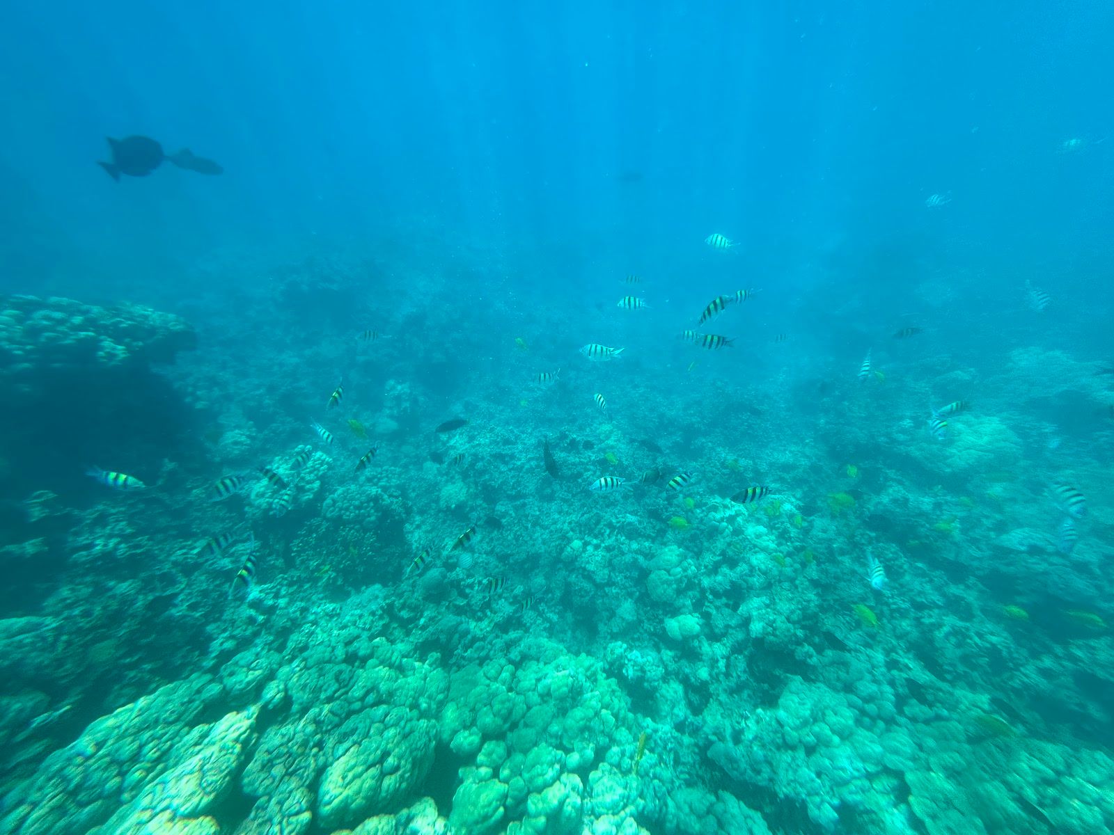 Photo 7 of Kona Ocean Adventures in Kailua-Kona, Big Island