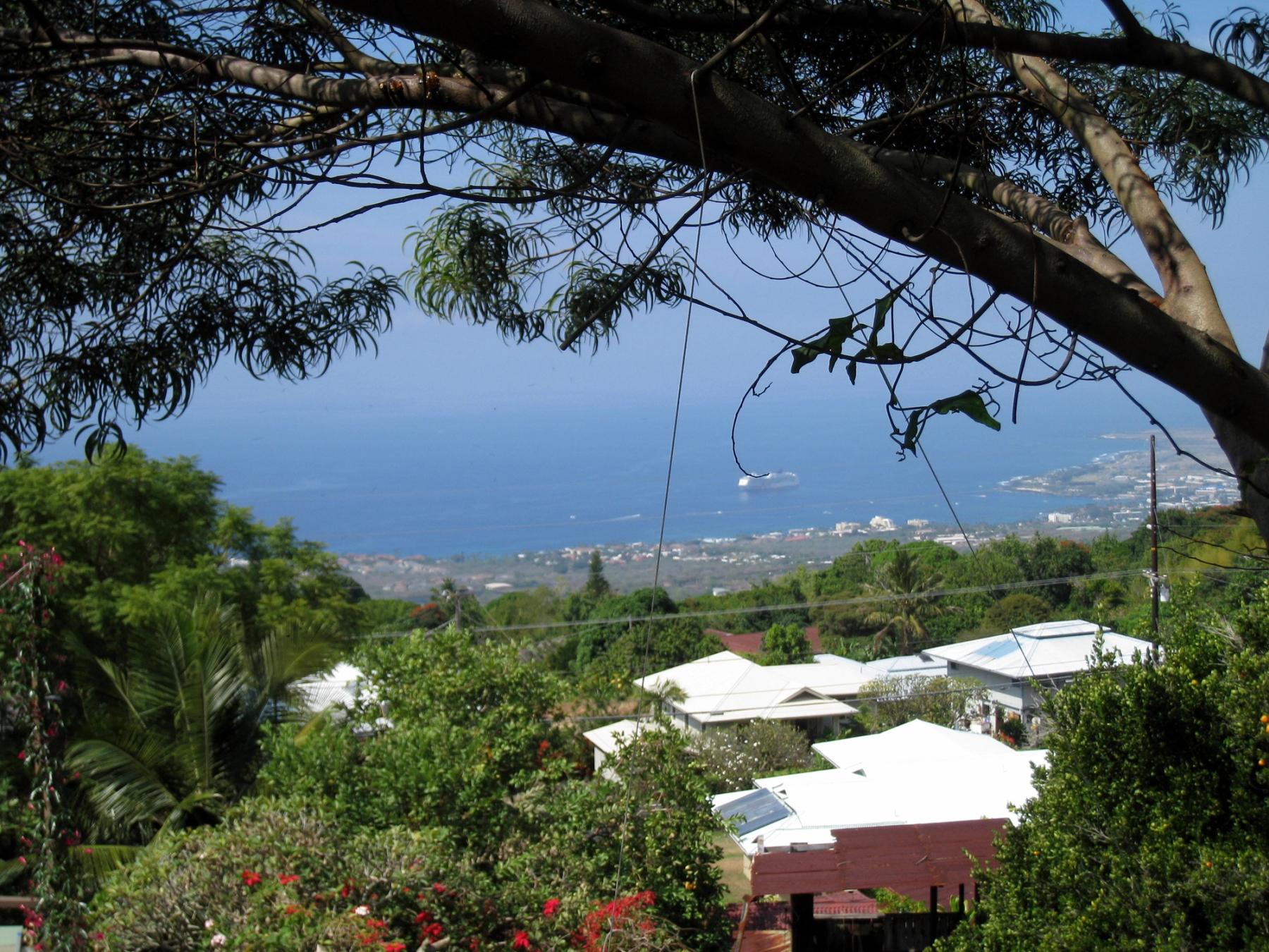 View from Hōlualoa over treetops and rooftops toward the Kona coastline and ocean, framed by large tree branches in the foreground.