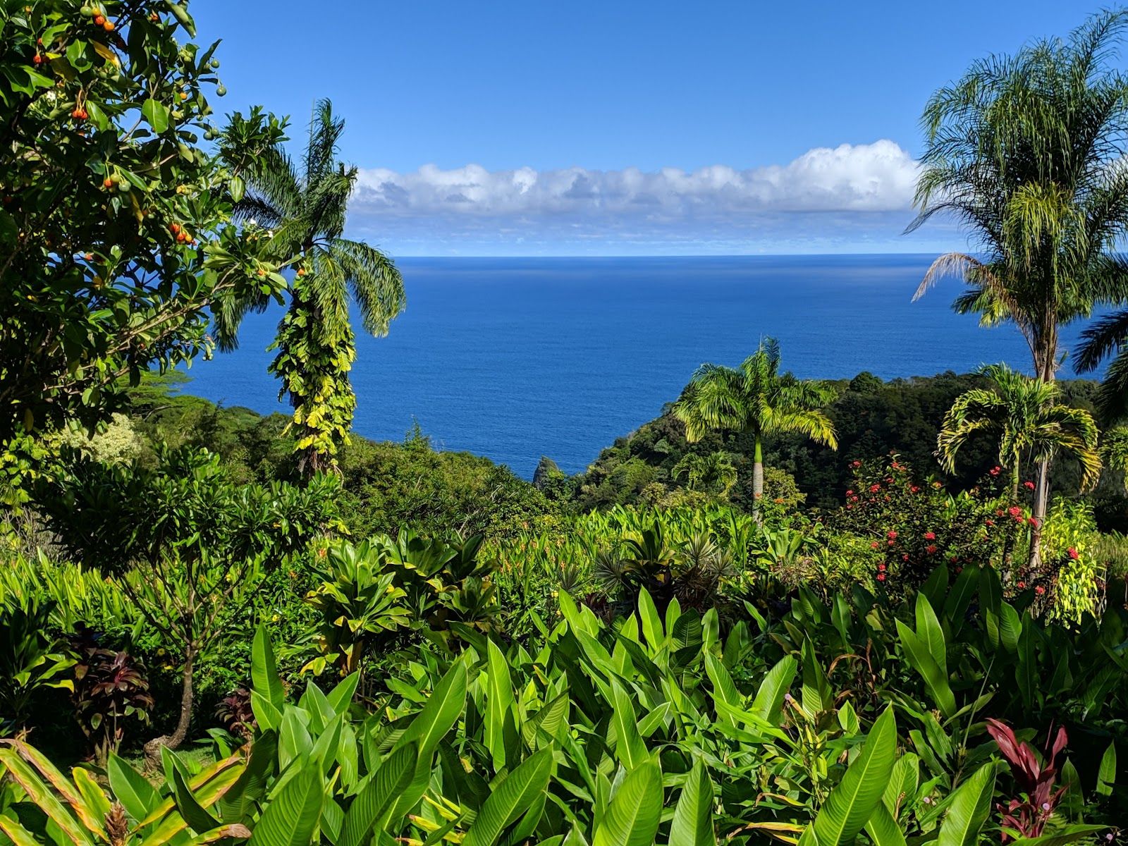 Photo 6 of Garden of Eden Arboretum in Keʻanae-Nāhiku, Maui