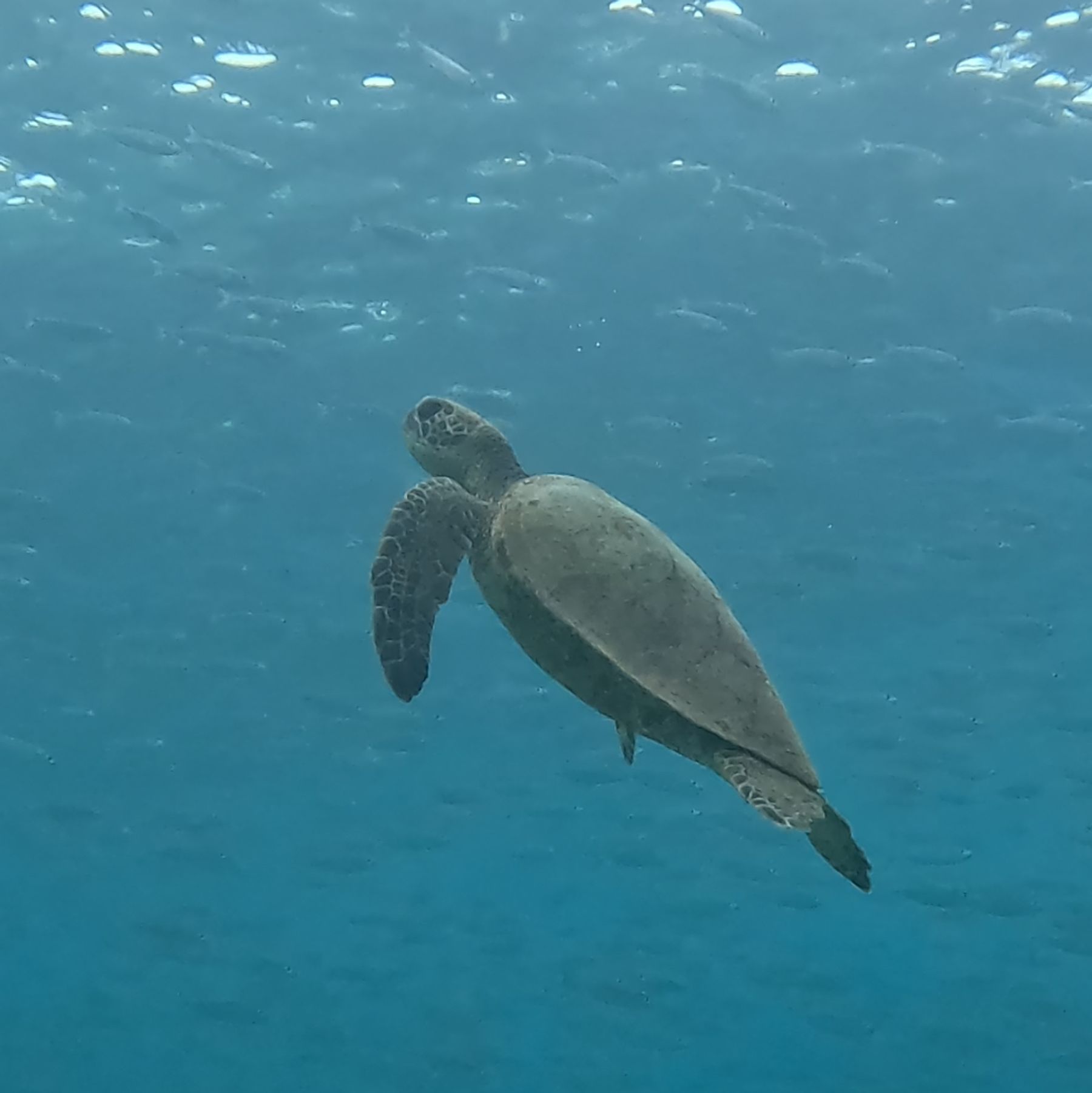 Photo 6 of Honolulu Snorkel Company in Ala Moana & Mōʻiliʻili, Oahu