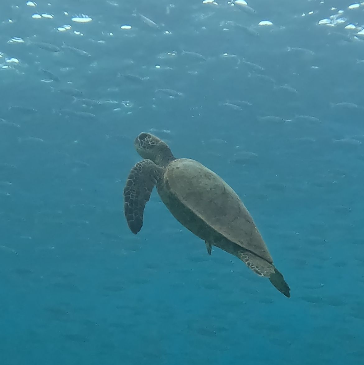 Photo 6 of Honolulu Snorkel Company in Ala Moana & Mōʻiliʻili, Oahu