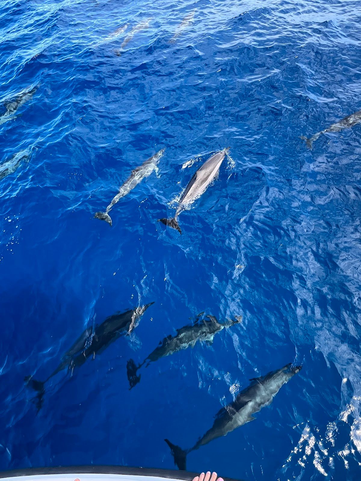 Photo 2 of Dolphins and You in Waikīkī, Oahu