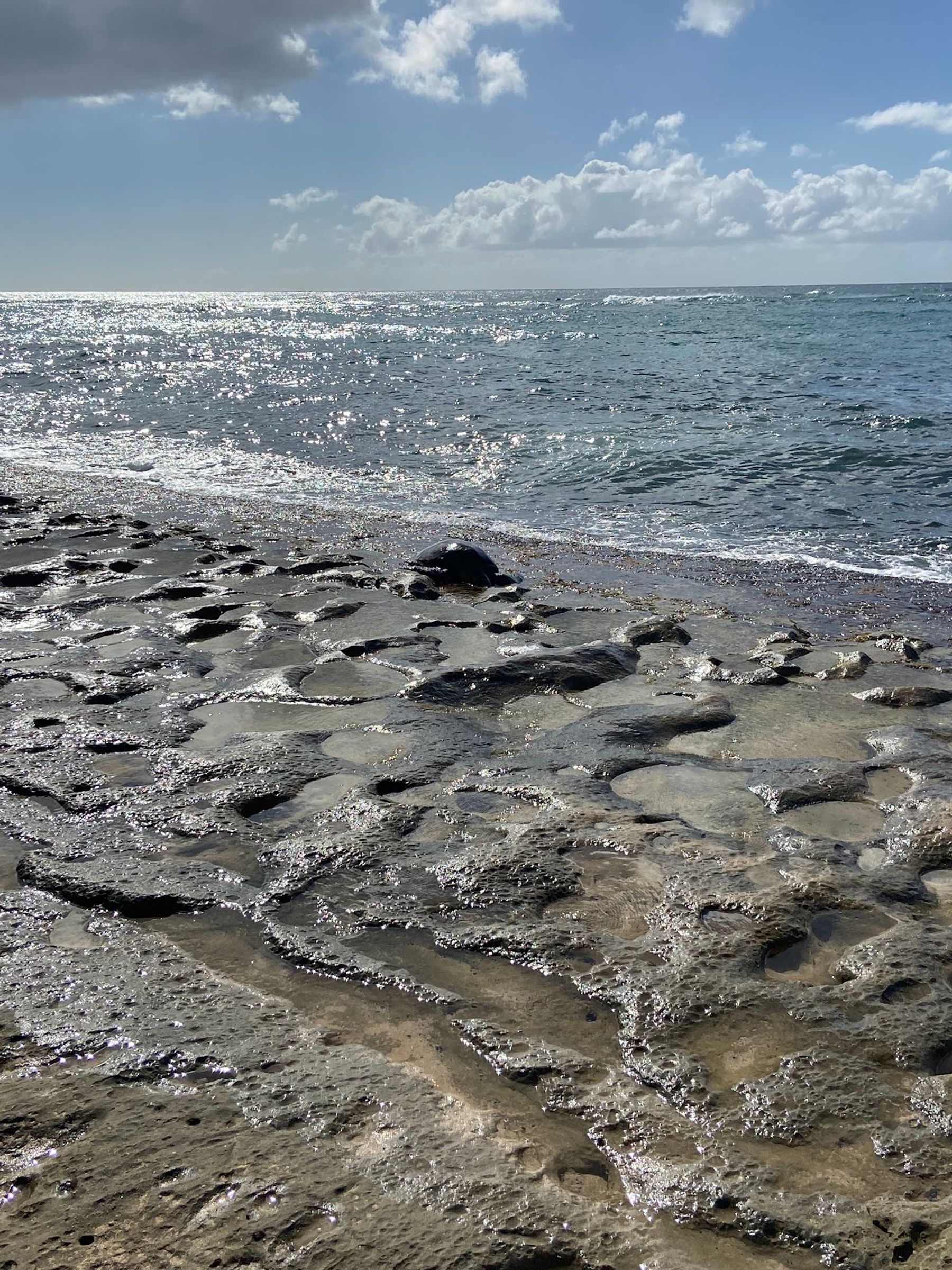 Photo 9 of Laniakea Beach in Haleʻiwa, Oahu