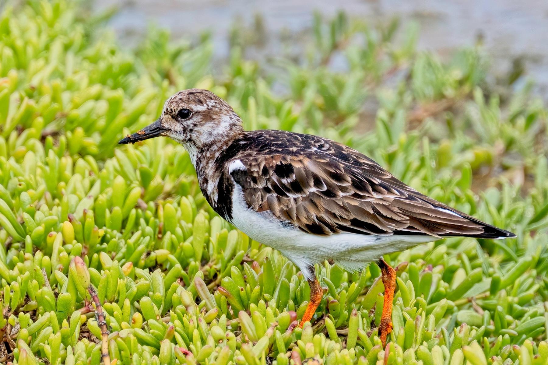 Ruddy Turnstone standing in bright green coastal vegetation, shown in sharp side profile with patterned brown-and-white plumage and orange legs.