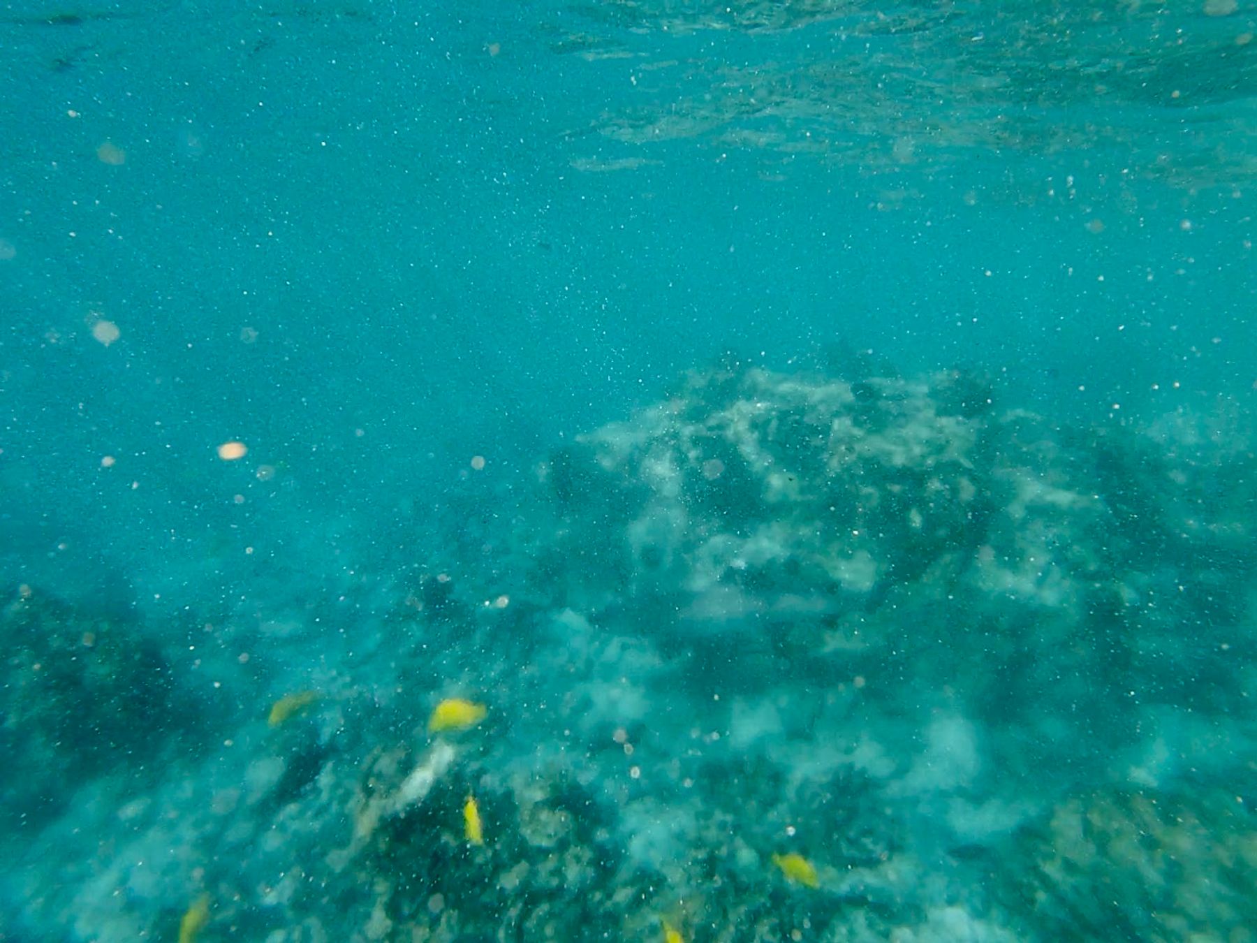 Photo 9 of Adventures In Paradise Snorkel Tours in Kailua-Kona, Big Island