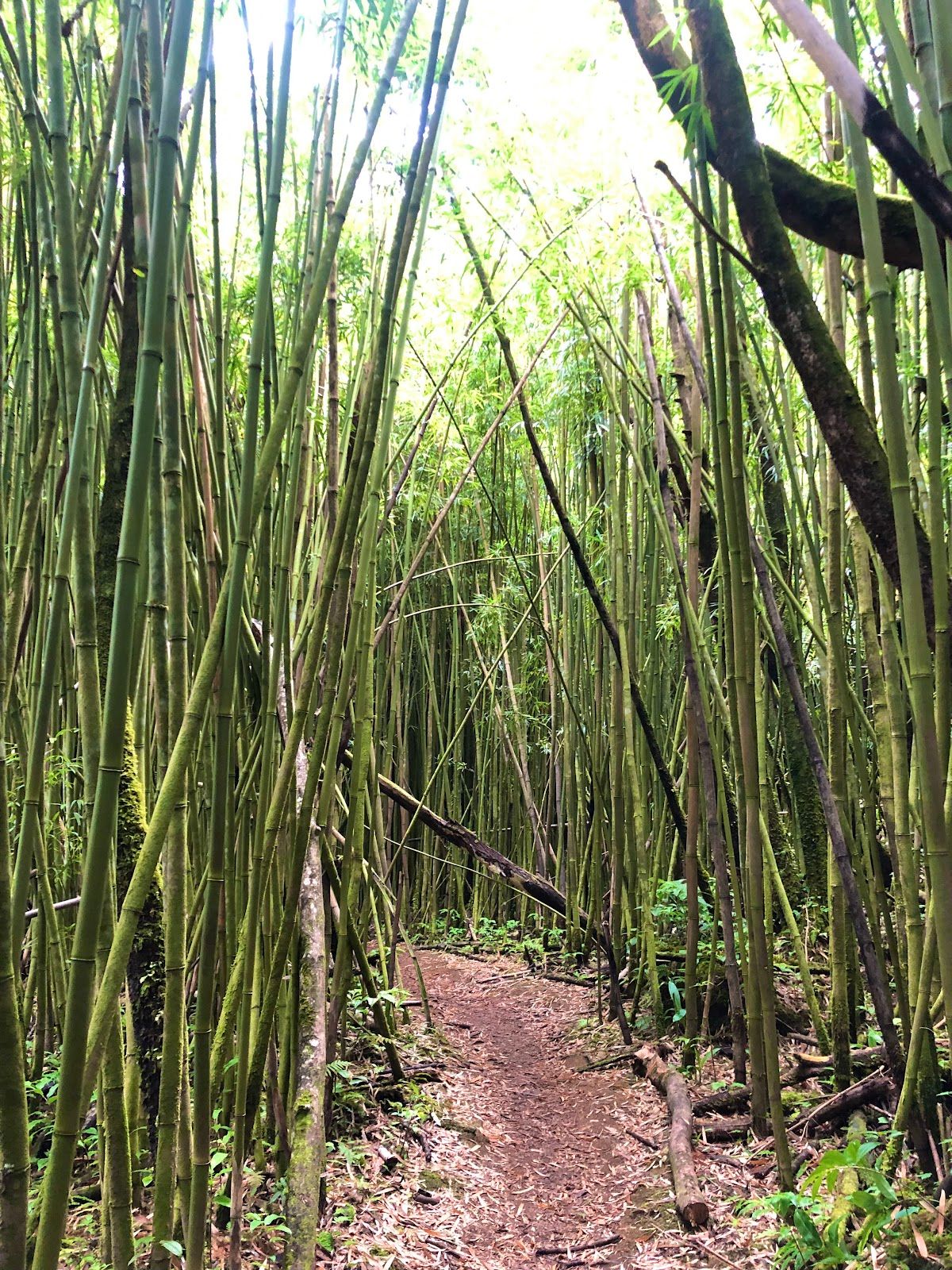 Photo 6 of Makaleha Trailhead in Wailua, Kauai