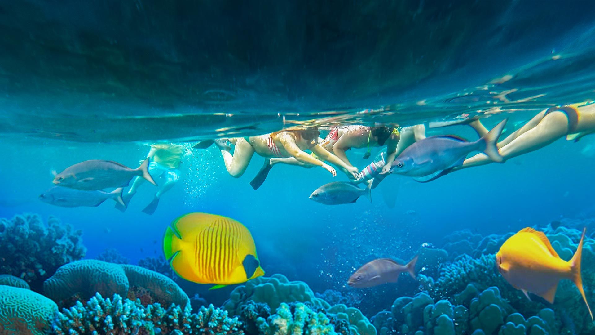snorkelers above a reef with tropical fish in the foreground