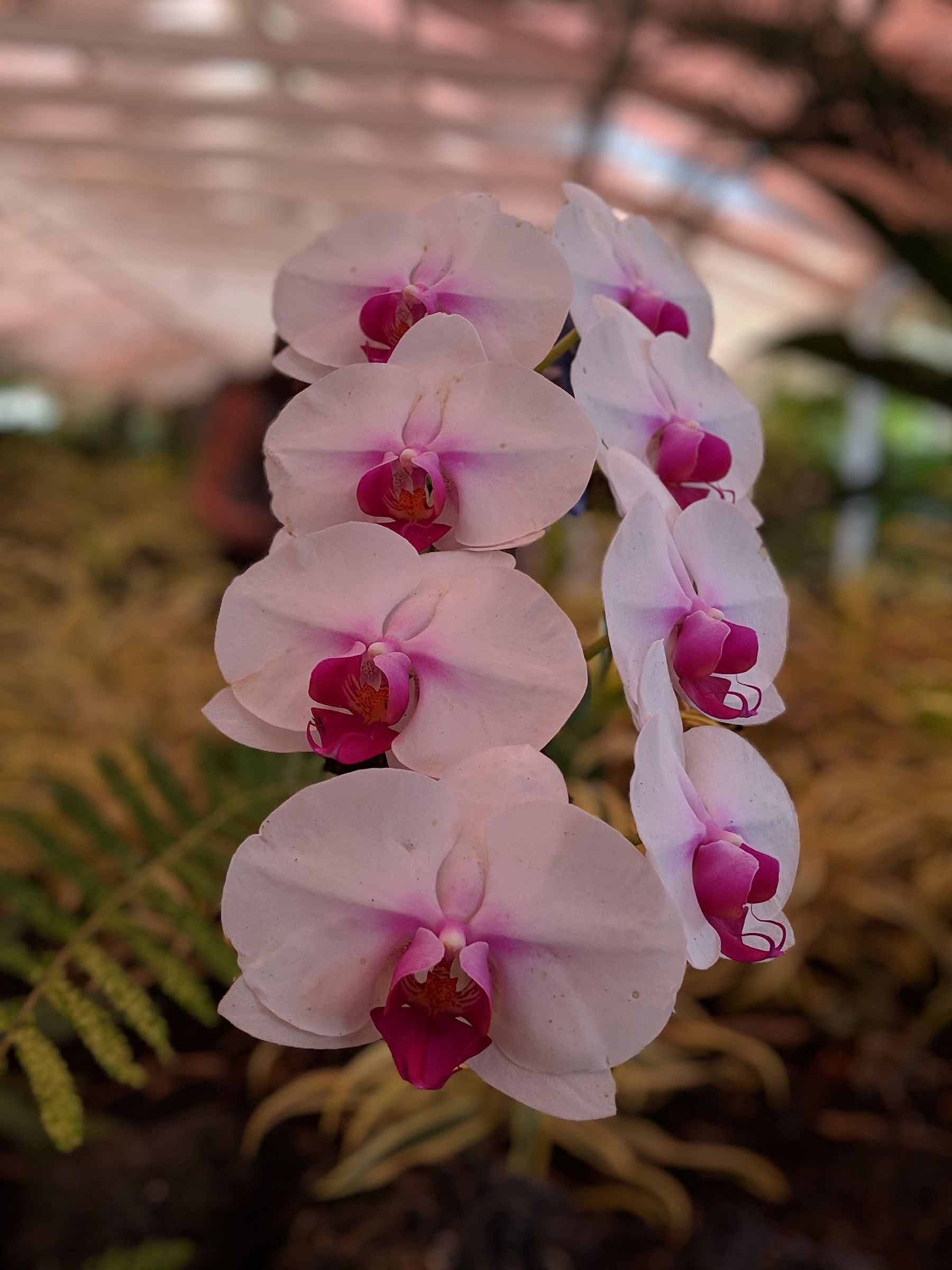 Photo 10 of Nani Mau Gardens and Event Space in Hilo, Big Island